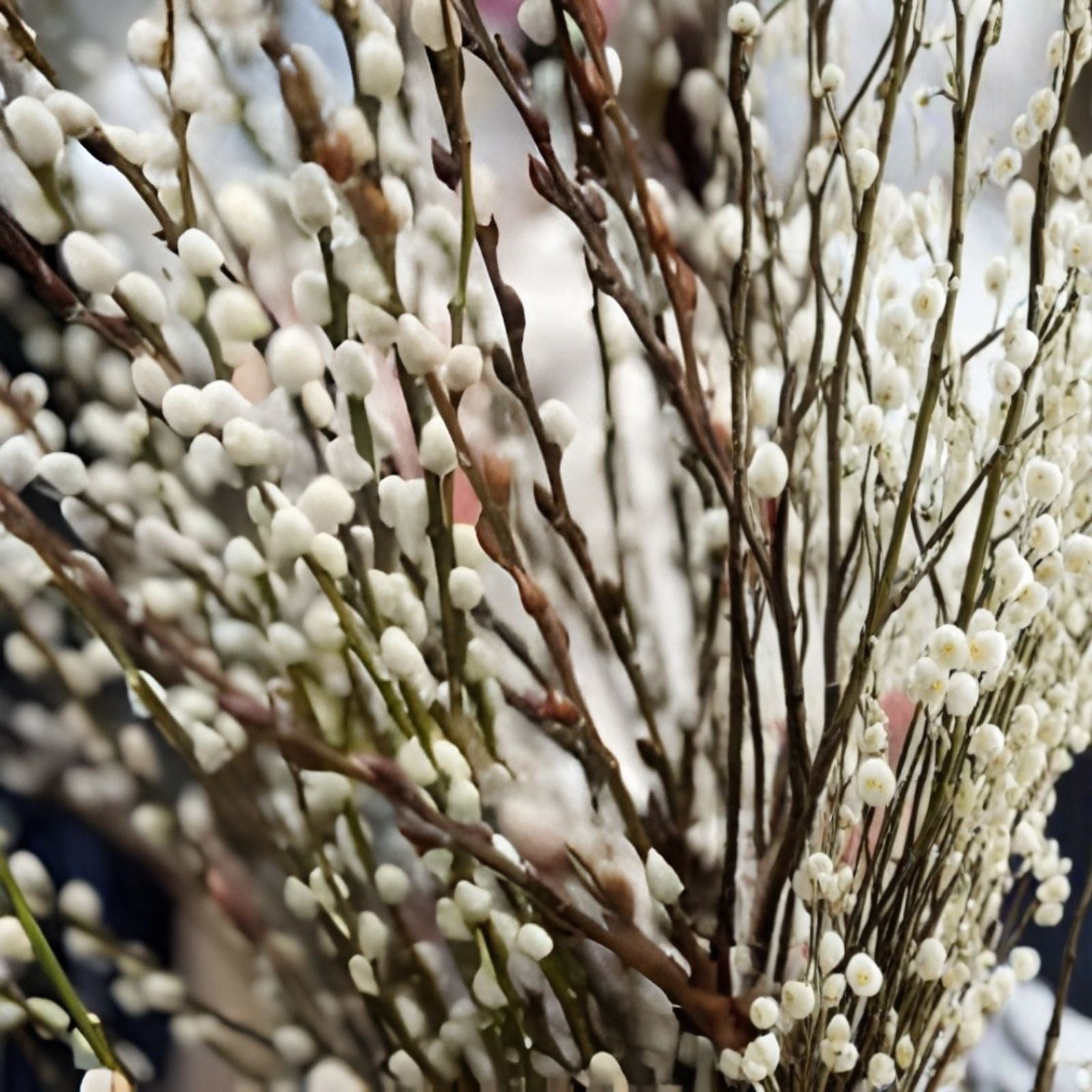 Pussy Willow Cuttings 10 Unrooted Salix discolor Easy to Root Decorative Branches for Landscaping and Crafts