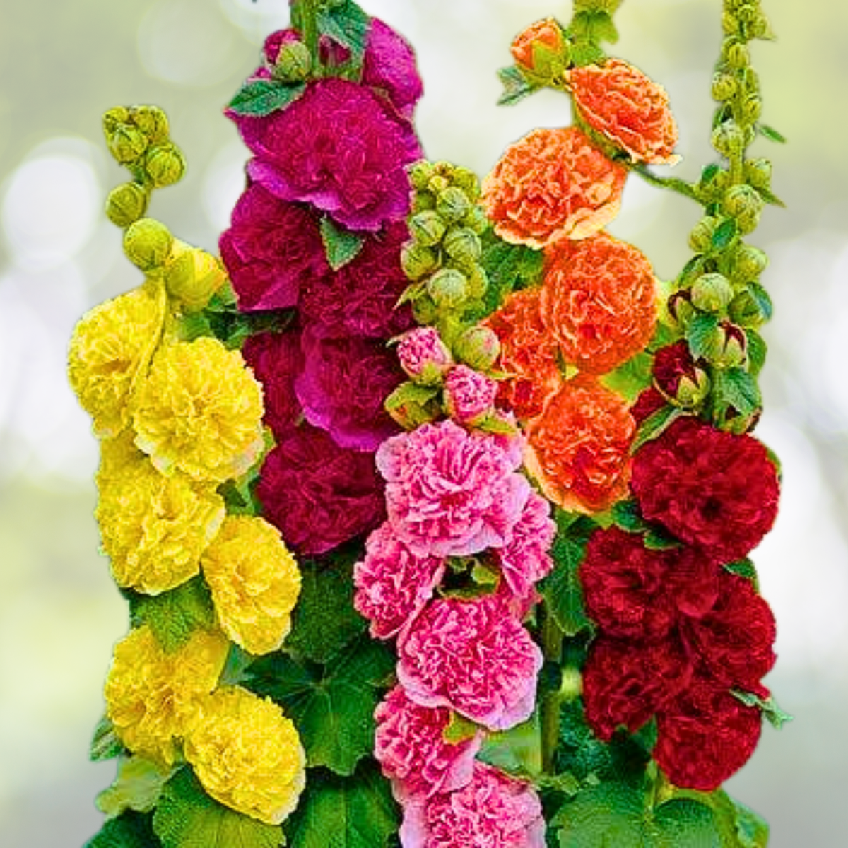 Hollyhock Seeds - 200 Non-GMO Chater's Double Mix - Alcea rosea