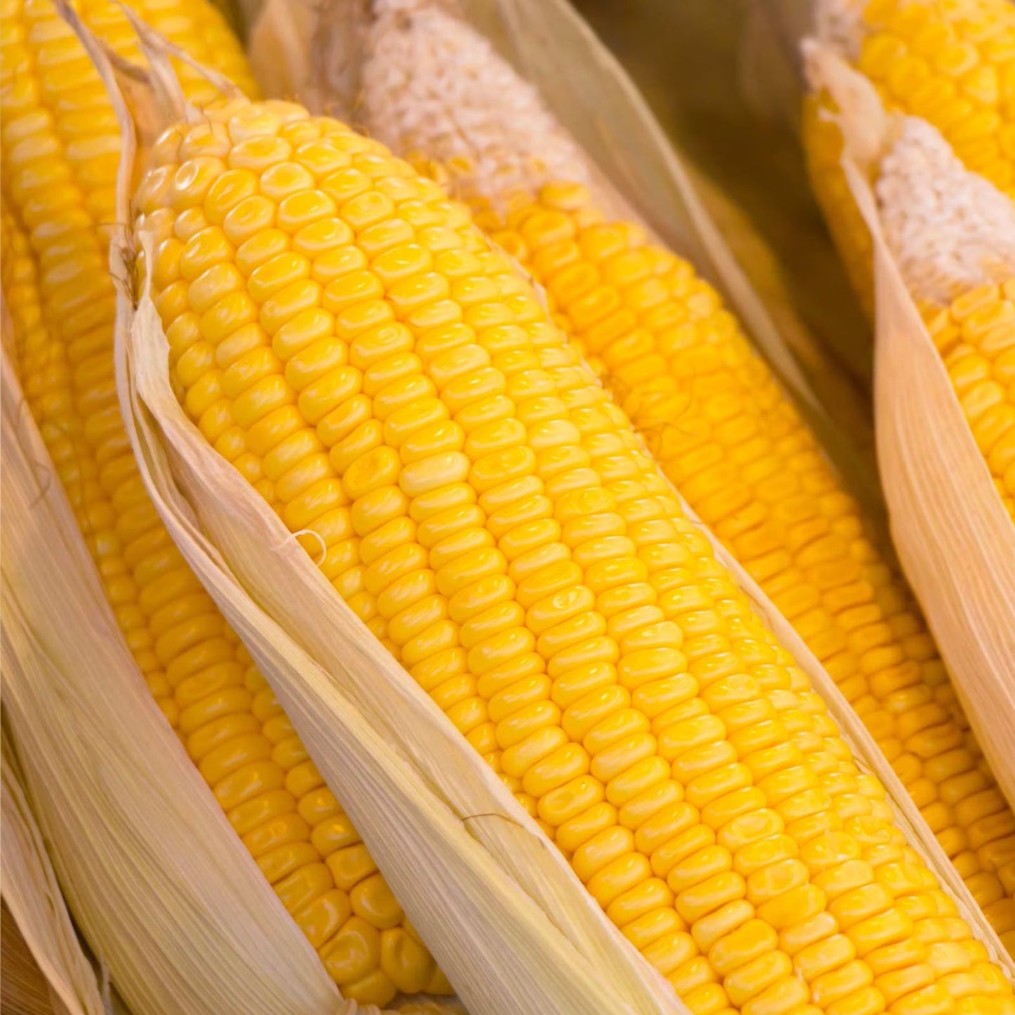 Yellow Dent Corn Seeds 100 Pack Non-GMO USA Grown Zea mays Organic Corn Seed for Planting