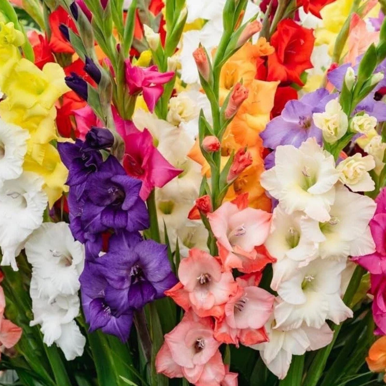 Gladiolus Bulbs Mixed Colors Flower Bulbs for Garden Gladiolus hortulanus