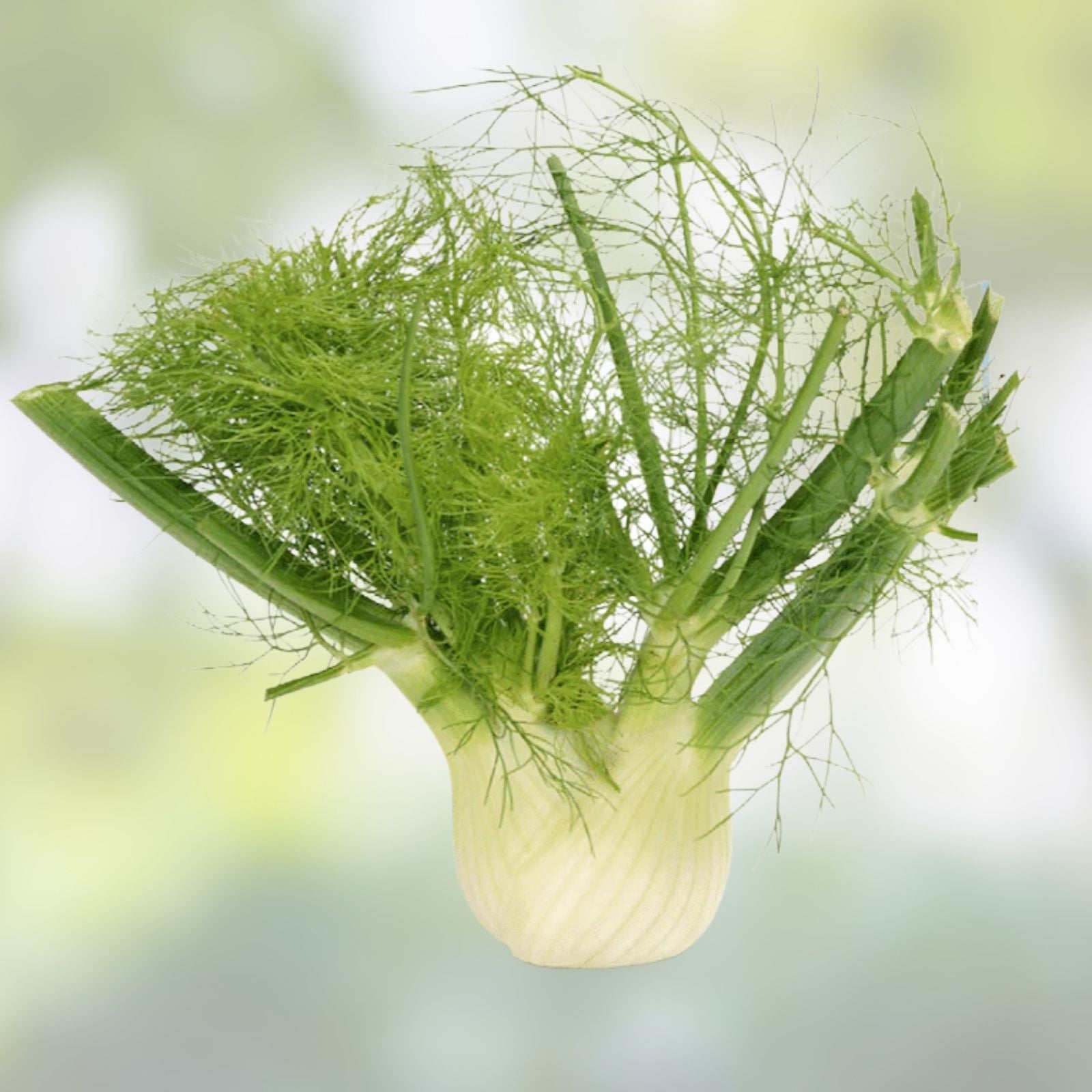 Fennel Seed Pack - 200+ Heirloom Non-GMO Florence Fennel Seeds - Foeniculum vulgare var. dulce - Culinary Herb, Organic Gardening