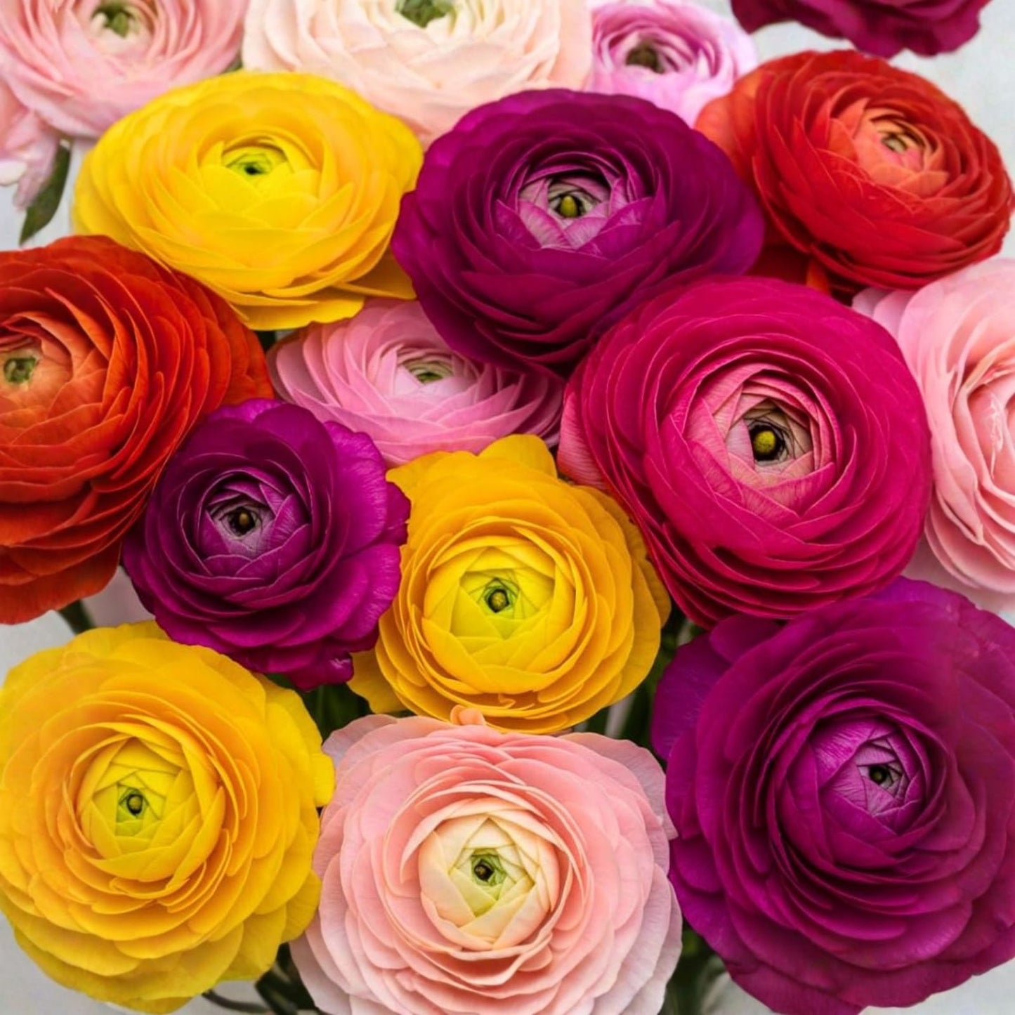 Ranunculus Bulbs Mix Color Flowering Planting Bulbs for Gardens and Bouquets - Ships from Iowa, USA