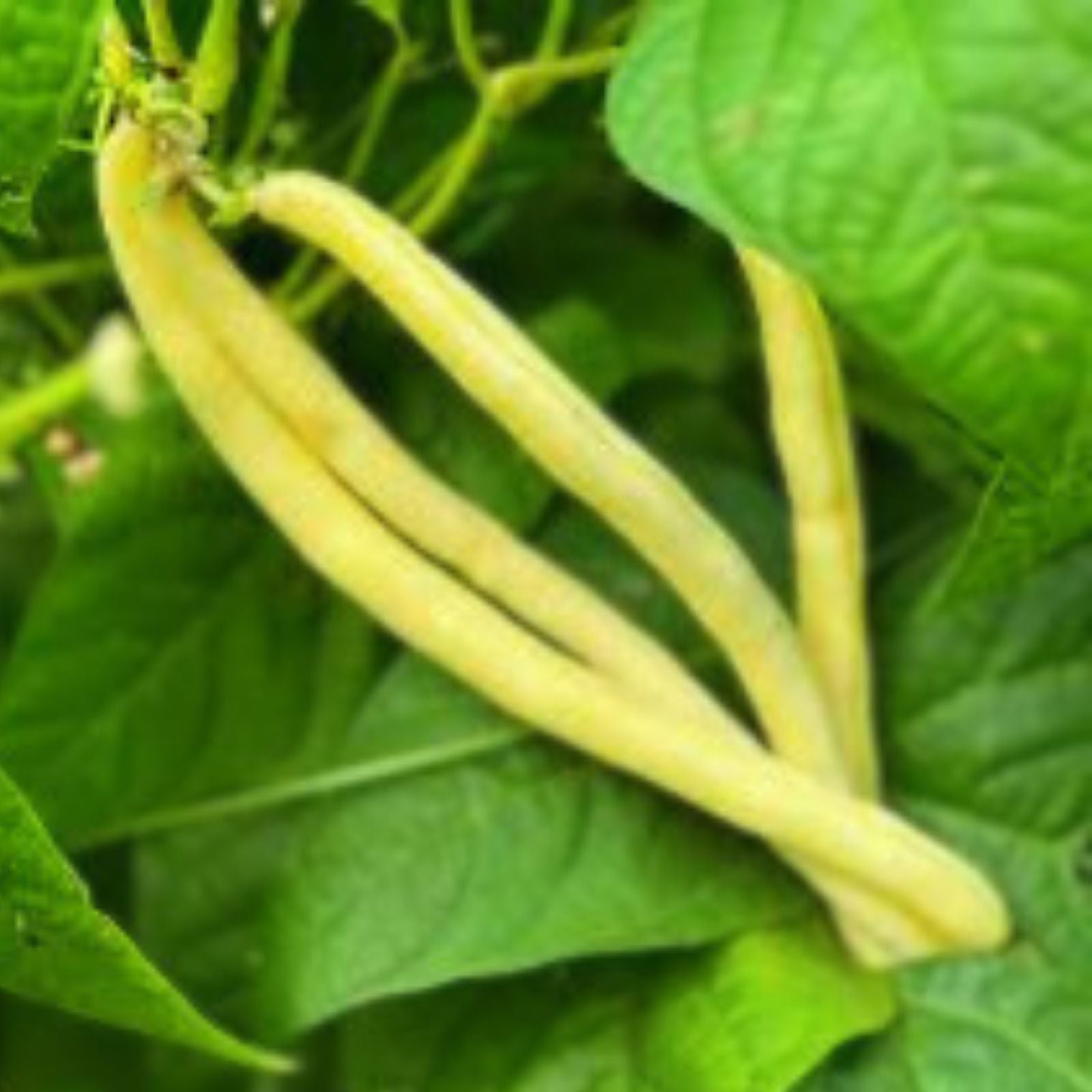 Golden Wax Bean Seeds – Heirloom Phaseolus vulgaris, 50+ Seeds, Non-GMO, Organic, Made in USA, Ships from Iowa