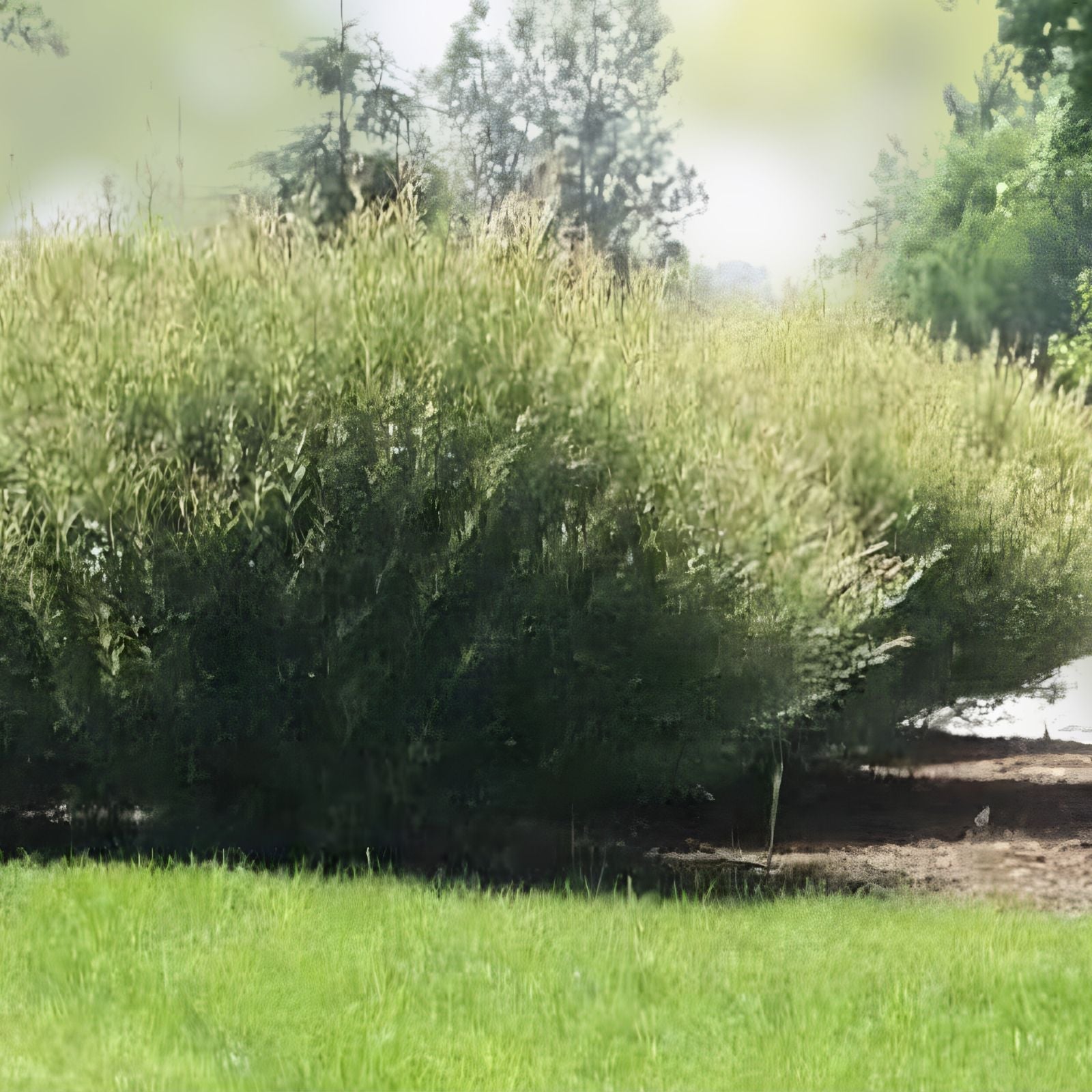 Willow Bush Cuttings for Planting - Privacy Hedge, Salix purpurea, Green Foliage, Fast-Growing Shrubs
