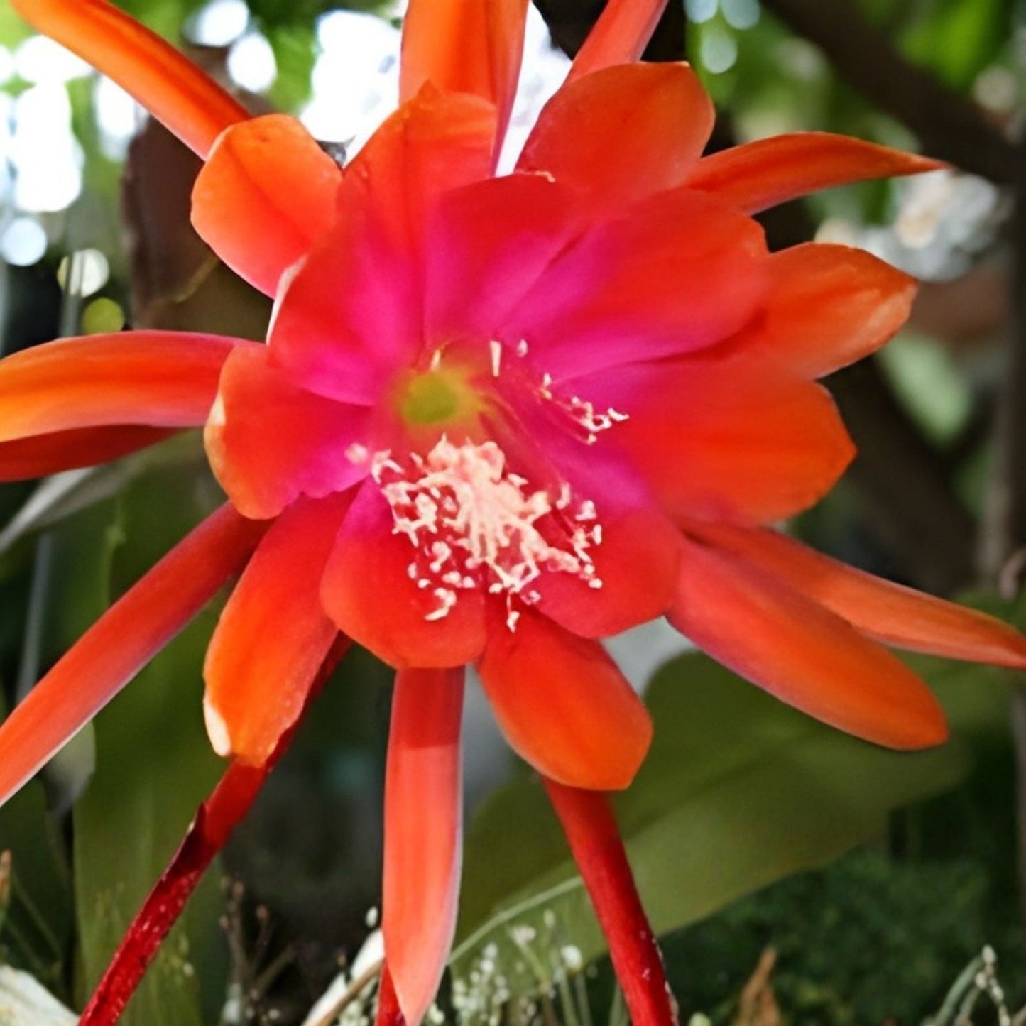 Epiphyllum 'Mr, P,' Rooted Cutting - Rare Orchid Cactus - Unique Indoor Houseplant - Easy Care Succulent Plant