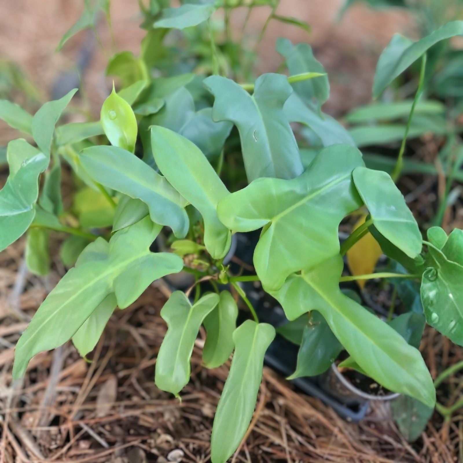 Philodendron Cutting 1 Node Aurea Silver Violin Plant Unrooted - Philodendron bipennifolium