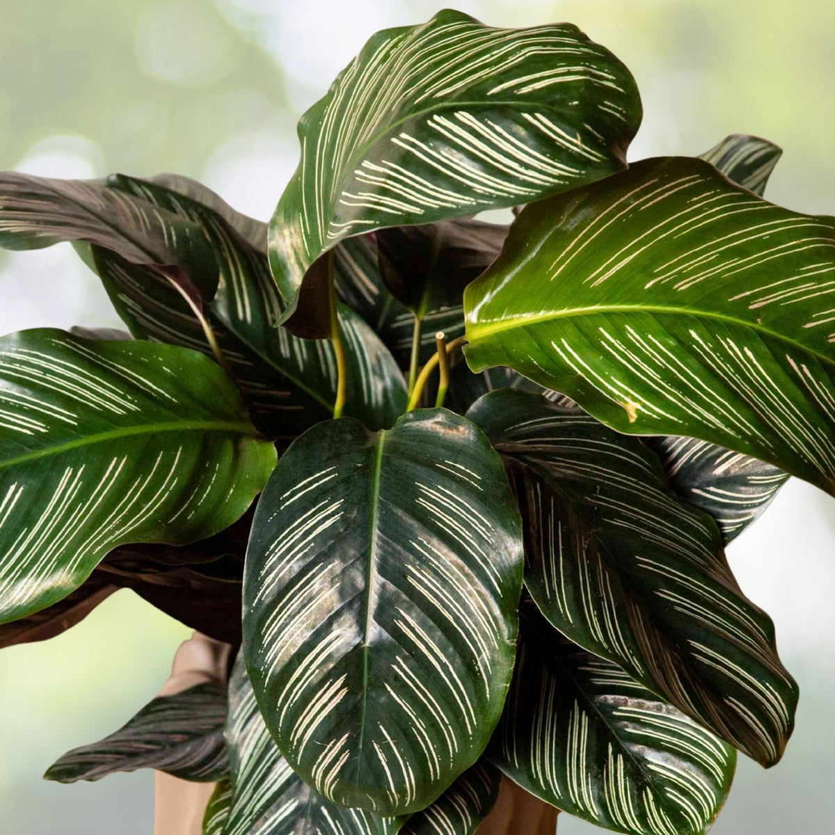 Calathea Ornata Plant in 6" Pot | Pinstripe Plant | Tropical Houseplant | Decorative Foliage | Indoor Plant