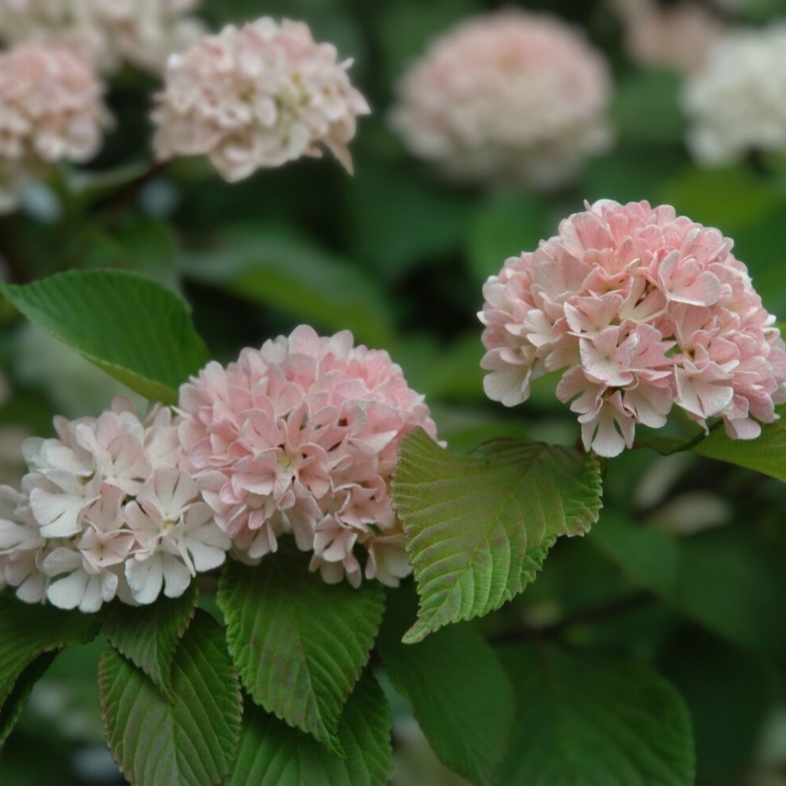 Viburnum Plant - 8-Inch Mary Milton Doublefile Shrub - Viburnum plicatum f. plicatum 'Mary Milton' Bare Root Live Plant