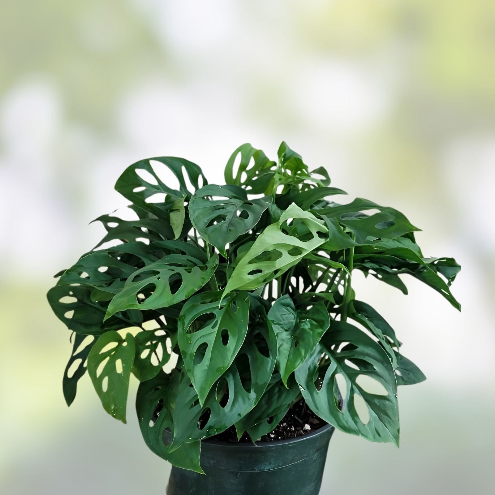 Monstera Adansonii Rooted Cutting | Rare Exotic Houseplant | Indoor Tropical Foliage | Easy Care Indoor Plant
