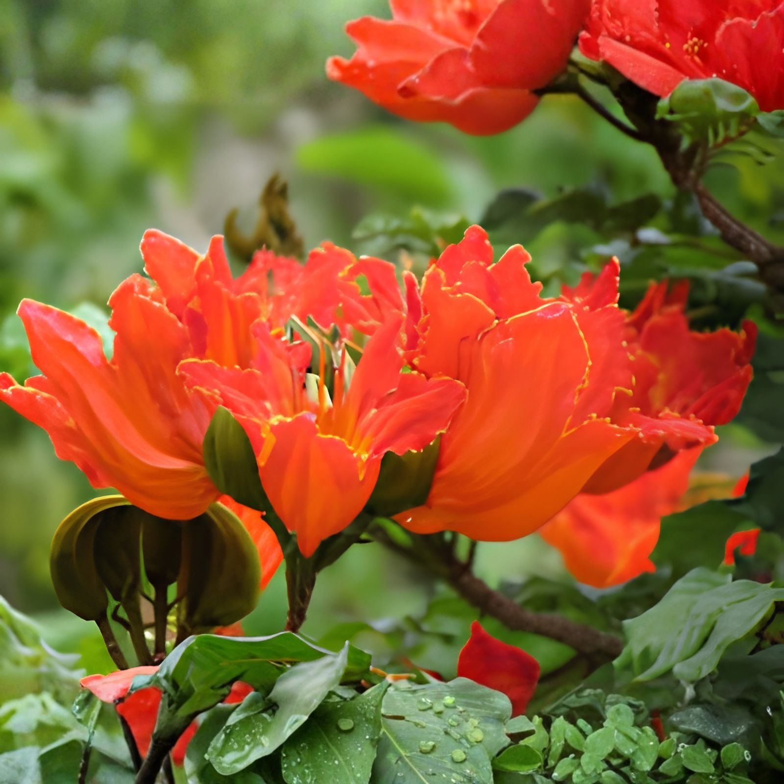 African Tulip Tree Seeds 30 Pack - Flame Tree - Spathodea campanulata - Tropical Ornamental Plant Seeds