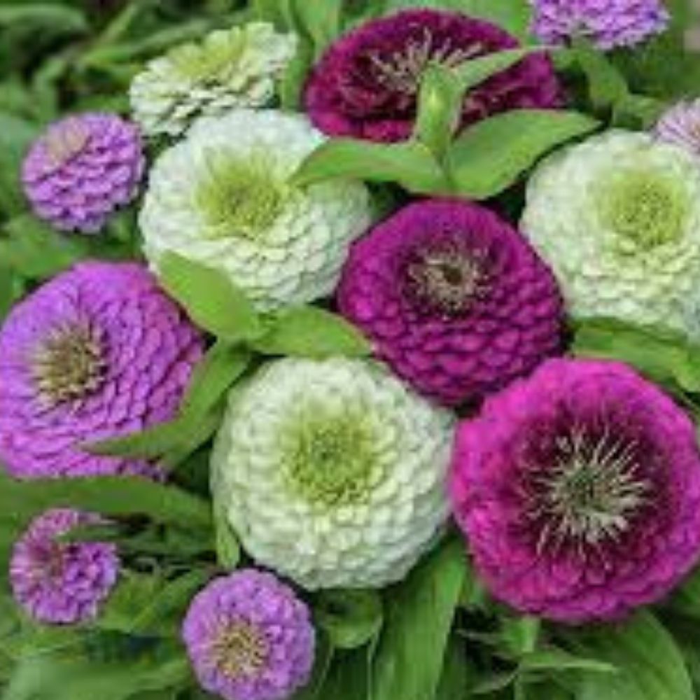 Zinnia Seeds 100 Organic Blueberry Cheesecake Mix Flower Seeds for Garden Zinnia elegans