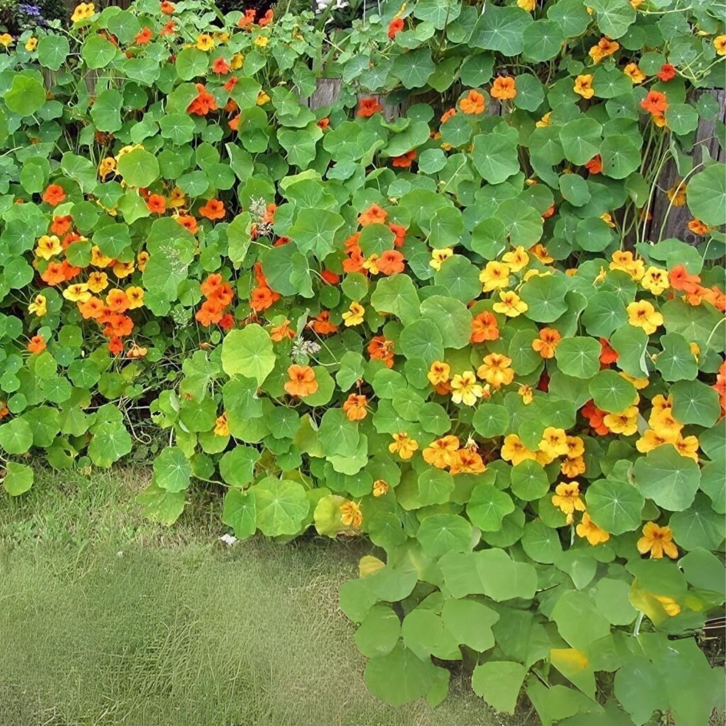 Tall Trailing Mix Nasturtium Seeds - Colorful Blooming Vine - Tropaeolum majus