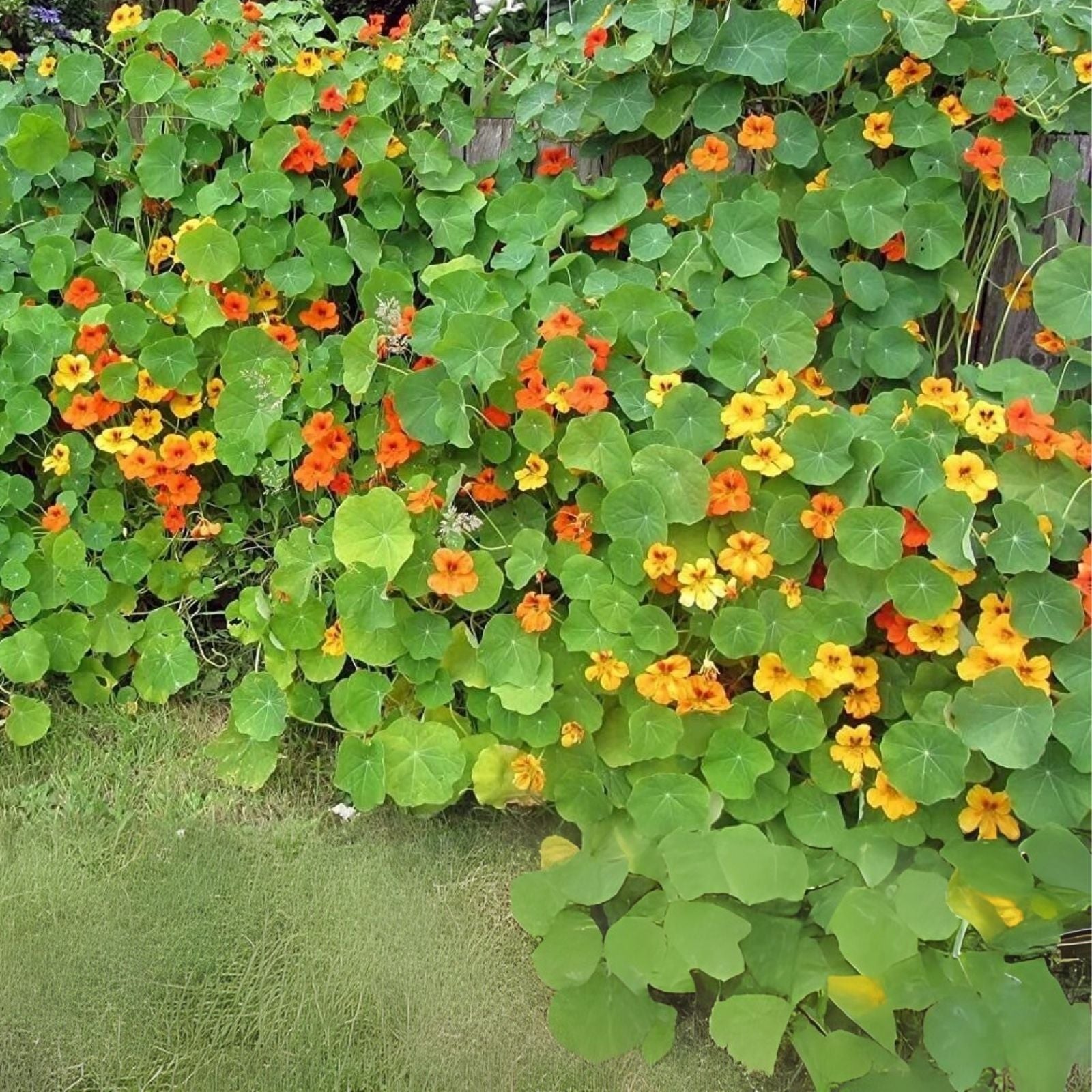 Tall Trailing Mix Nasturtium Seeds - Colorful Blooming Vine - Tropaeolum majus
