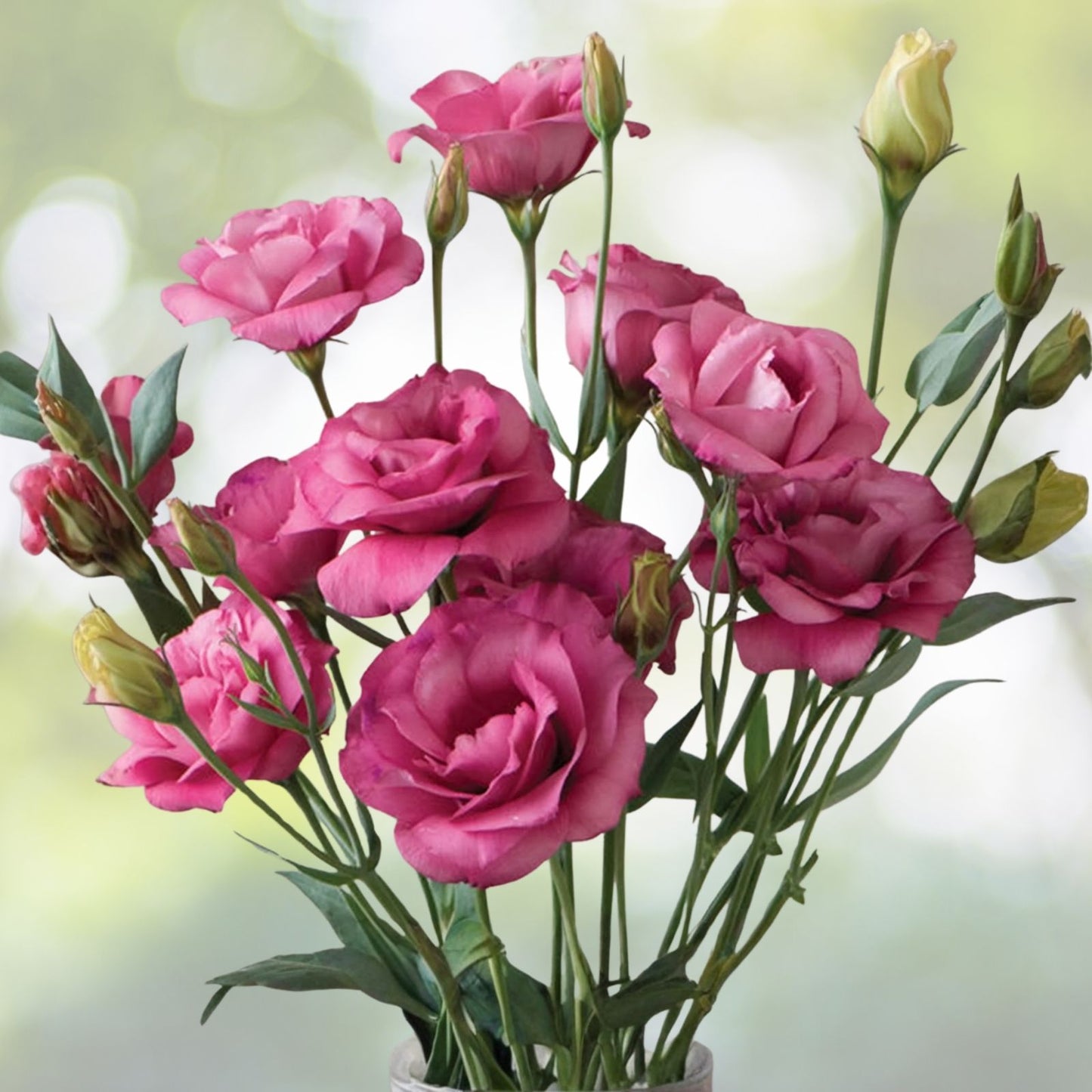 Lisianthus Seeds Coral Momento Non-GMO Heirloom Flower Seeds 125-5000 Count Eustoma grandiflorum