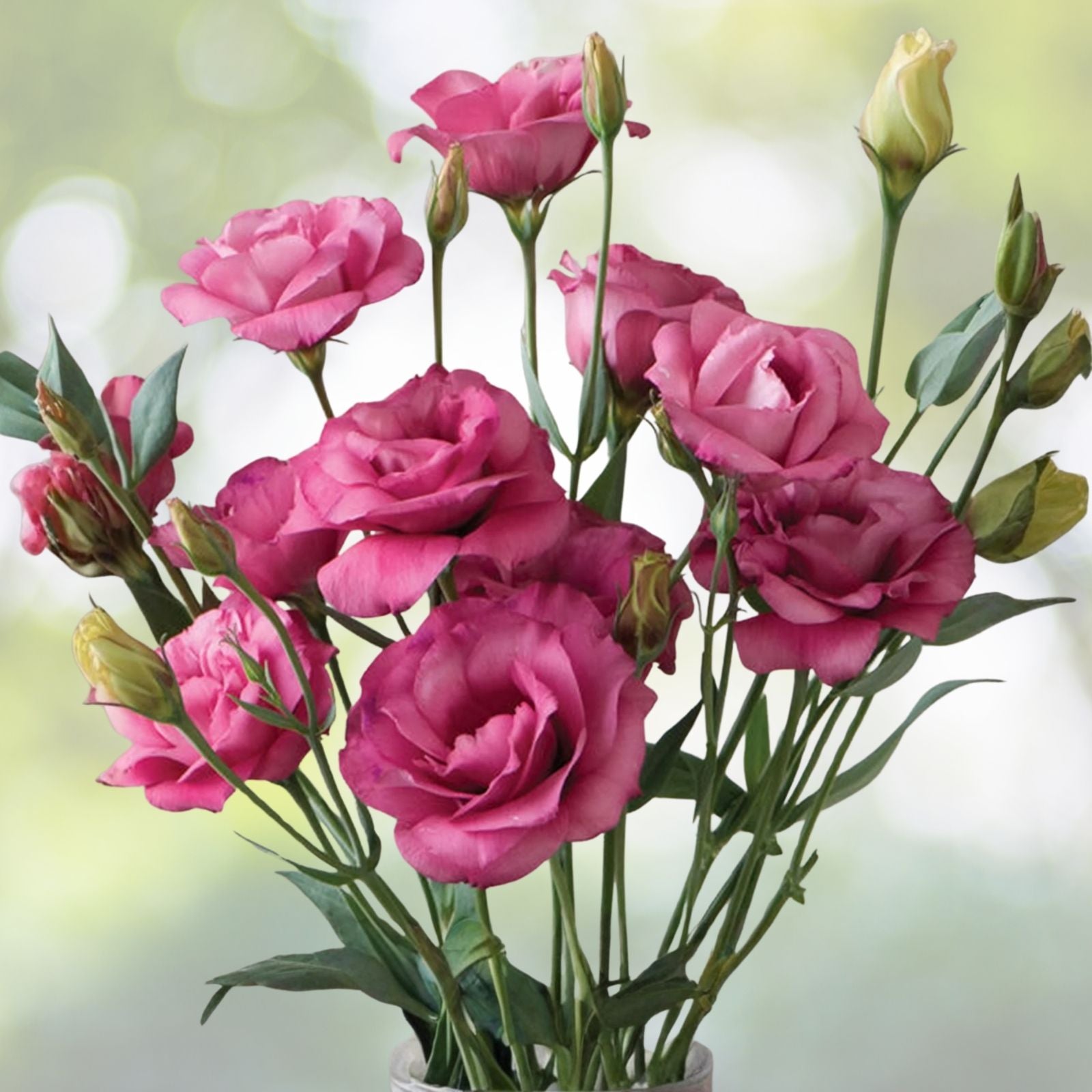Lisianthus Seeds Coral Momento Non-GMO Heirloom Flower Seeds 125-5000 Count Eustoma grandiflorum
