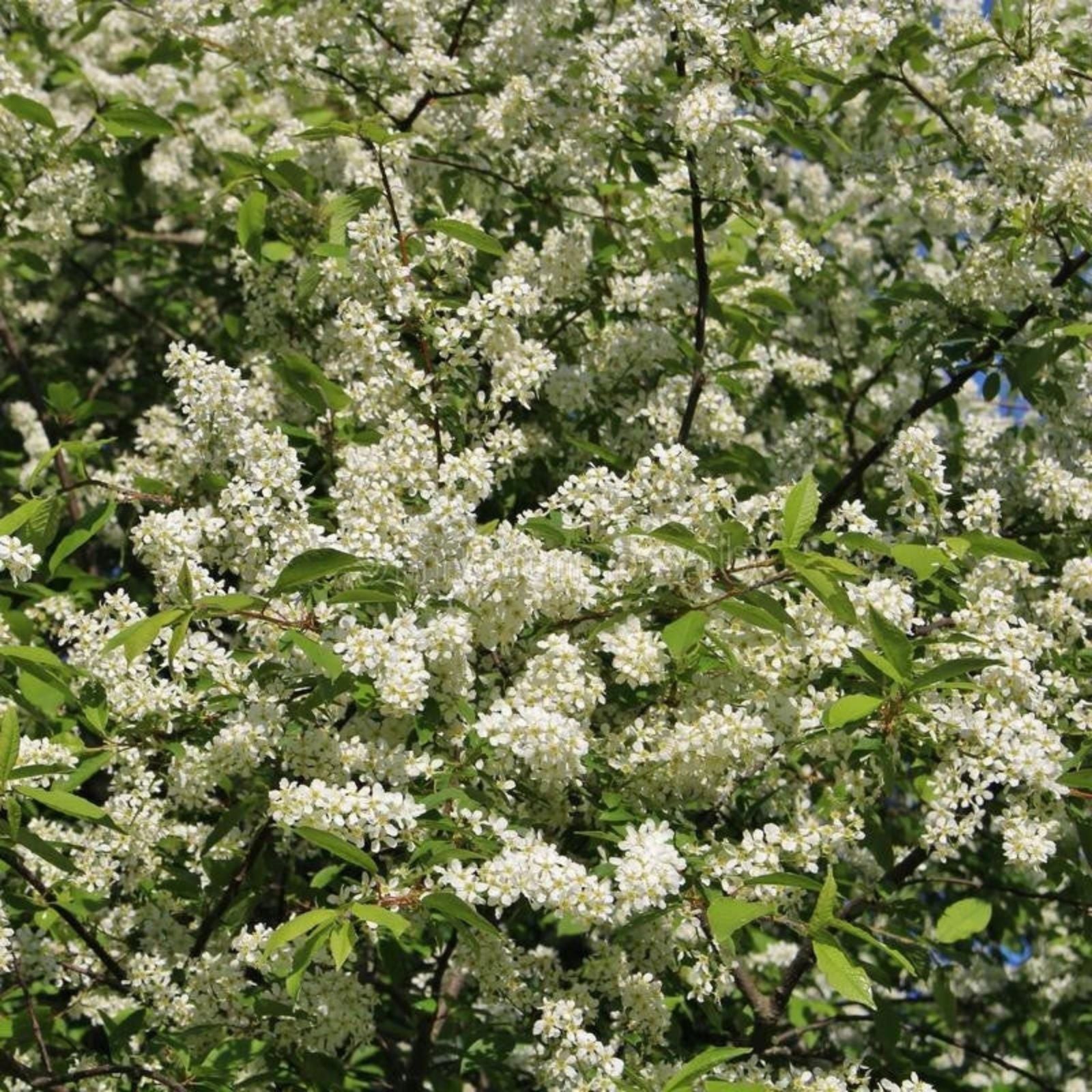 Hackberry Tree Live Bare Root Plants Set of 2, Celtis occidentalis, Hardy Durable Trees for Birds, Zones 3-9
