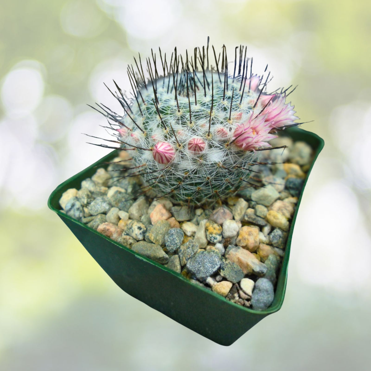 Mammillaria Ritteriana Cactus in 4" Pot | Blooming Snowball Cactus | Mammillaria ritteriana