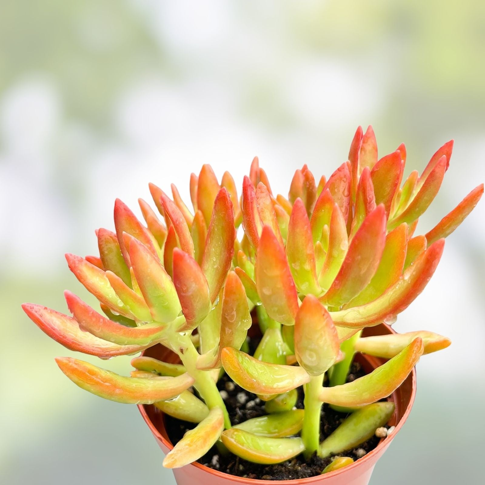 Succulent Cuttings 5-Pack Firestorm Sedum adolphi Star Rosettes Live Plants, Yellow Red Foliage, Easy Care Succulents