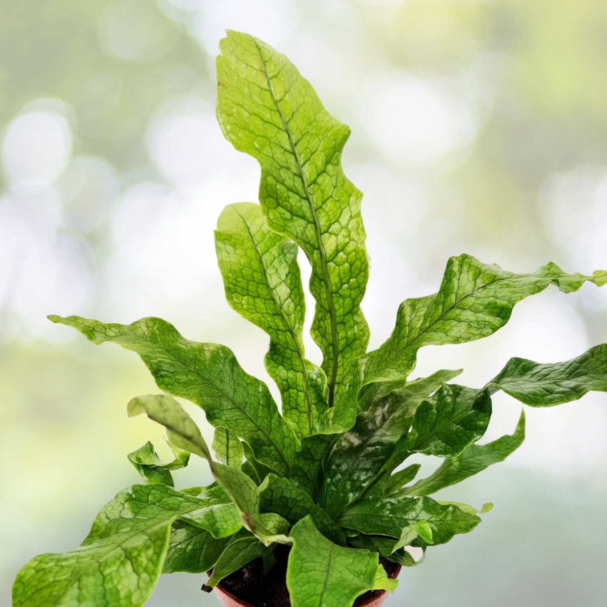 Crocodile Fern Plant - Live Indoor Houseplant - Unique Textured Leaves - Microsorum musifolium - Easy Care Tropical Greenery