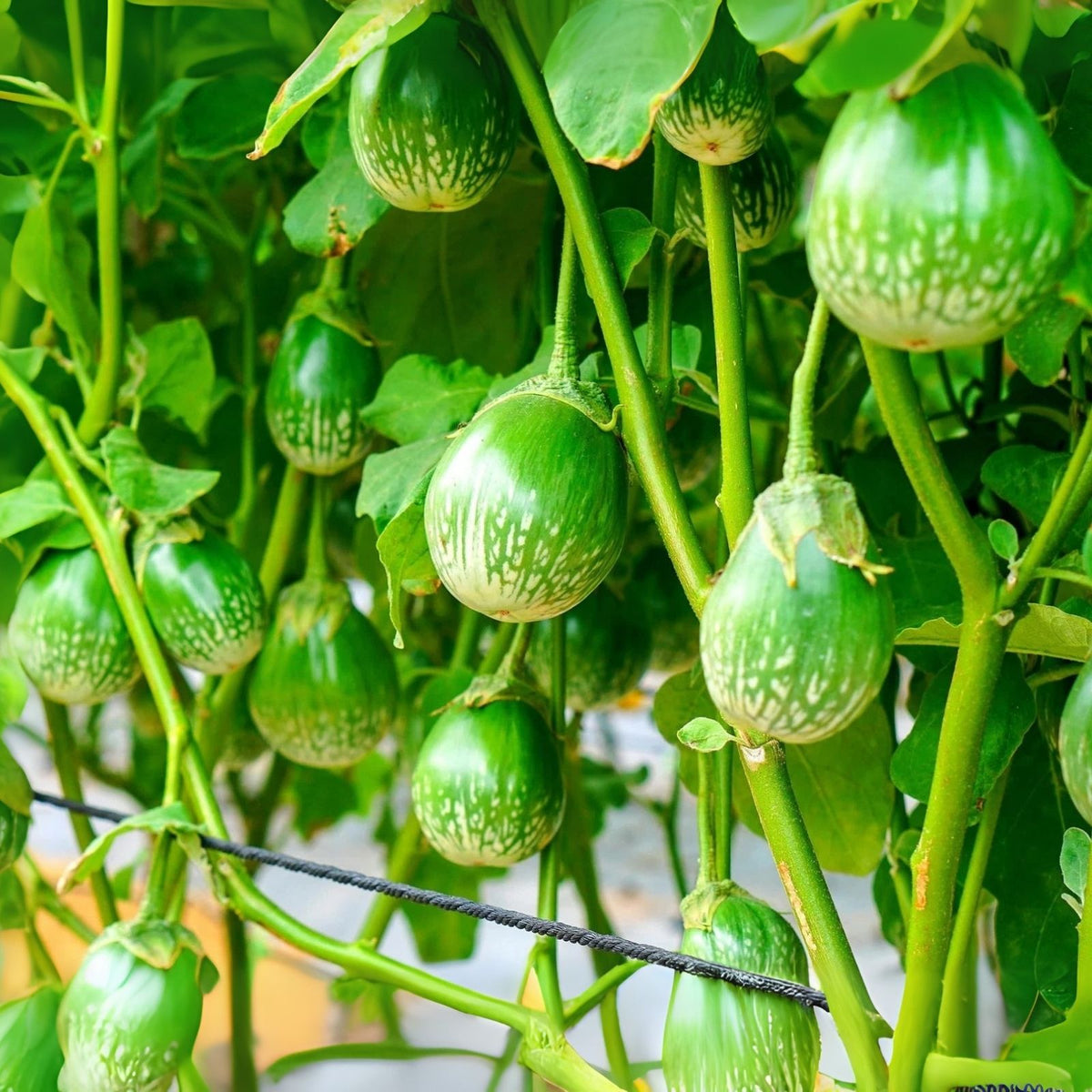 Thai Eggplant Seeds - 100+ Round Ornamental & Tasty Seeds - Solanum melongena