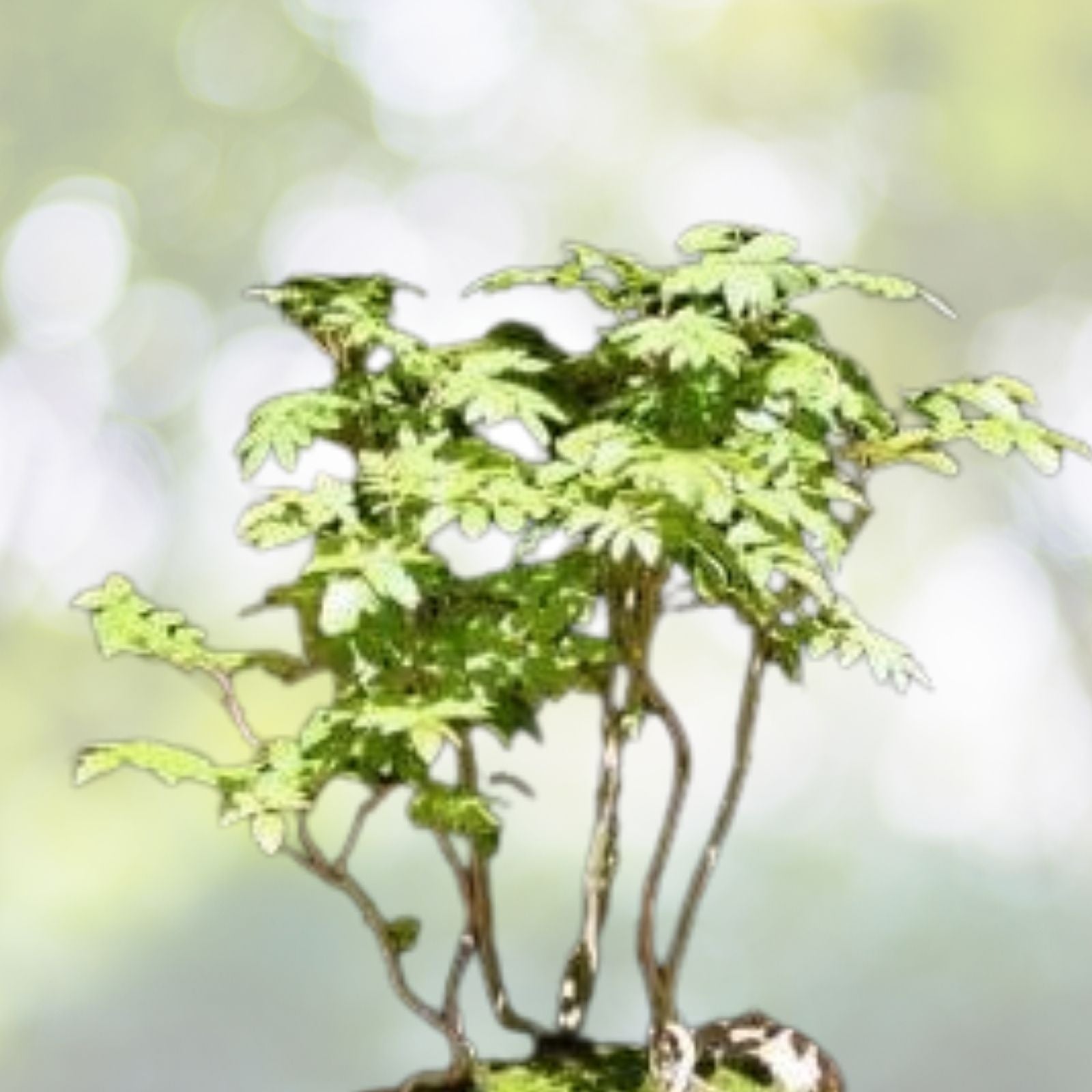 Dwarf Golden Raintree Seeds - 10 Pack Bonsai Ornamental Seeds, Koelreuteria paniculata, Free Shipping