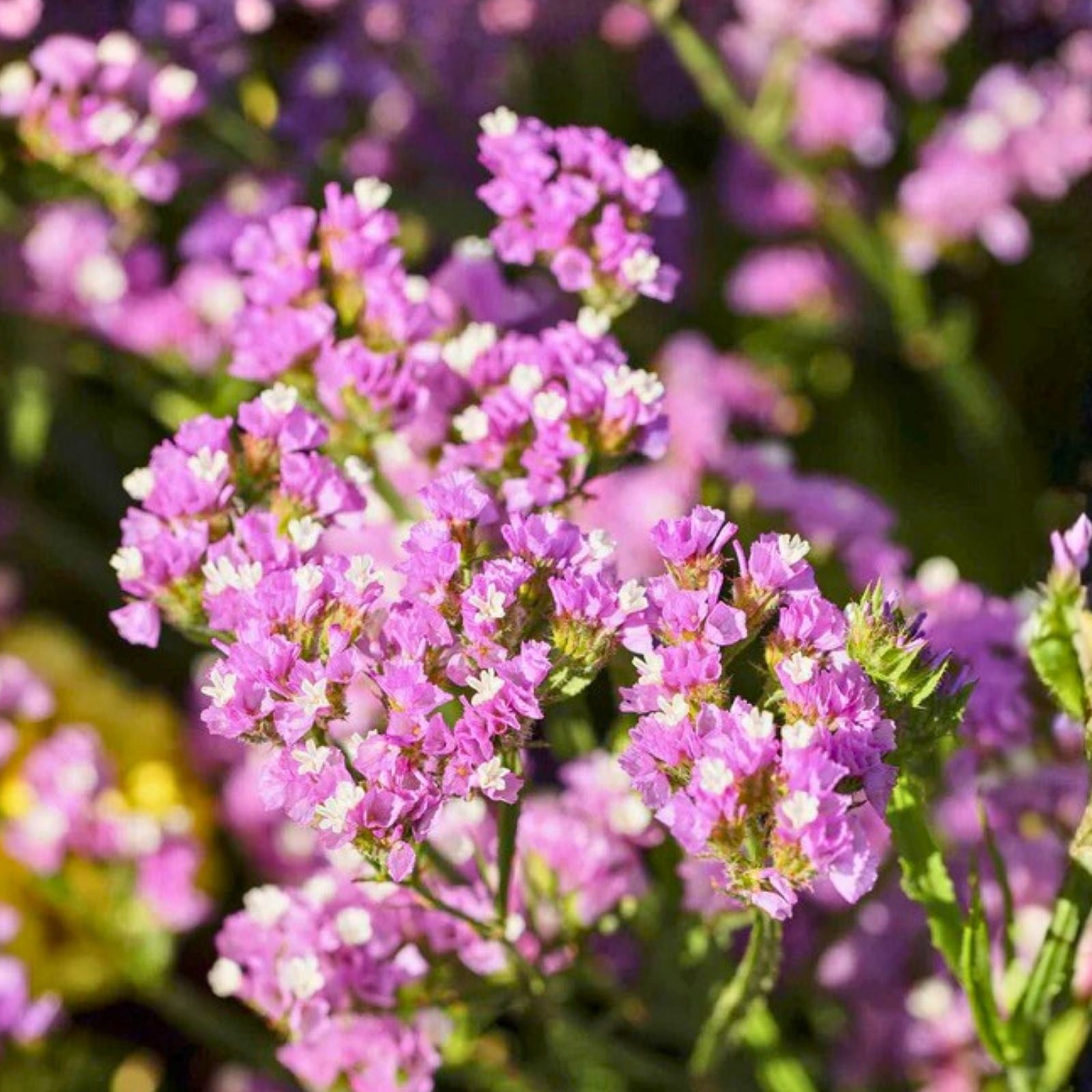 Statice Seeds 85 Count Twilight Variety Non-GMO Flower Seeds for Garden Limonium sinuatum