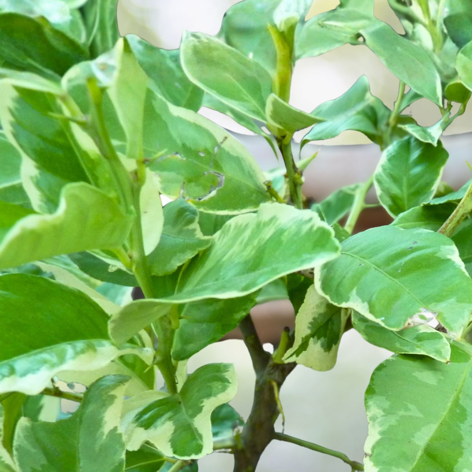 Variegated Pink Lemon Tree Grafted 1-2 Feet - Citrus limon variegatum - Unique Indoor Citrus Plant for Home Garden