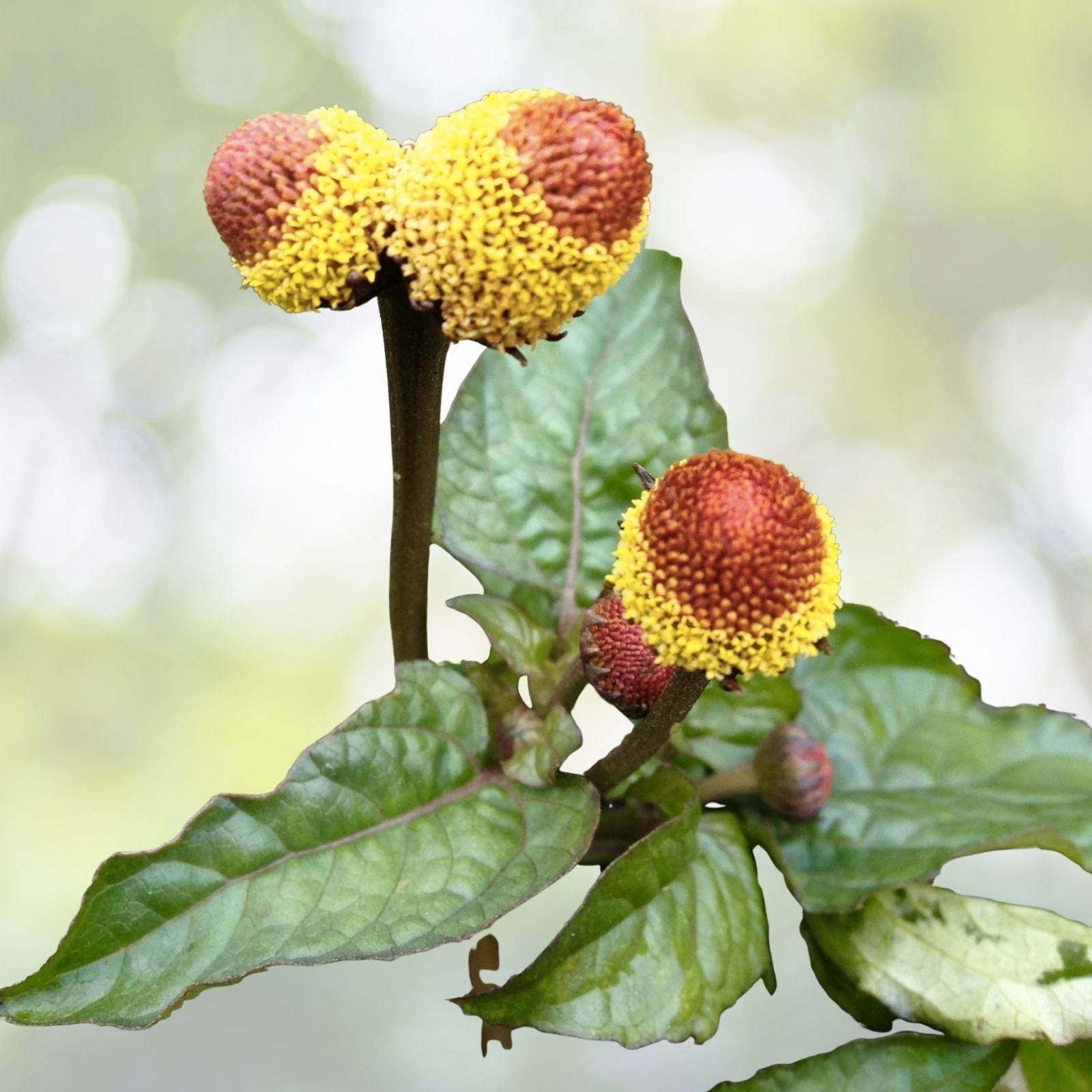 Toothache Plant Seeds - Organic 20+ Seeds - Spilanthes acmella oleracea - Herbal Remedies
