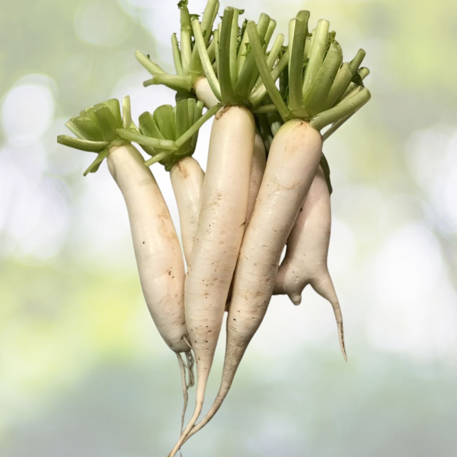 Daikon Radish Seeds 200+ Seeds Japanese Minowase Chinese White Radish Luo Bo Raphanus sativus