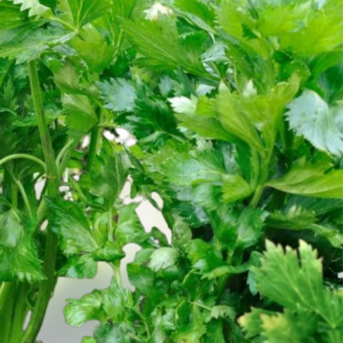 Celery Seeds 25+ Utah Tall Heirloom Non-GMO Organic Vegetable Seeds for Gardening