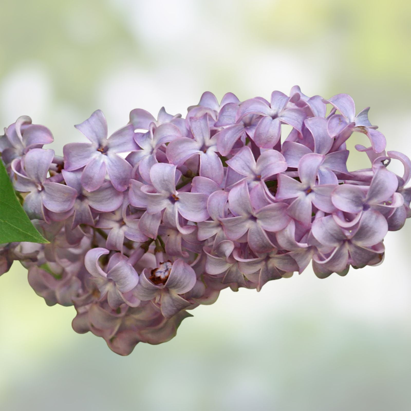 White Lilac Seeds for Planting | 100+ Fragrant Syringa vulgaris Seeds | Garden Flowering Planting Seeds