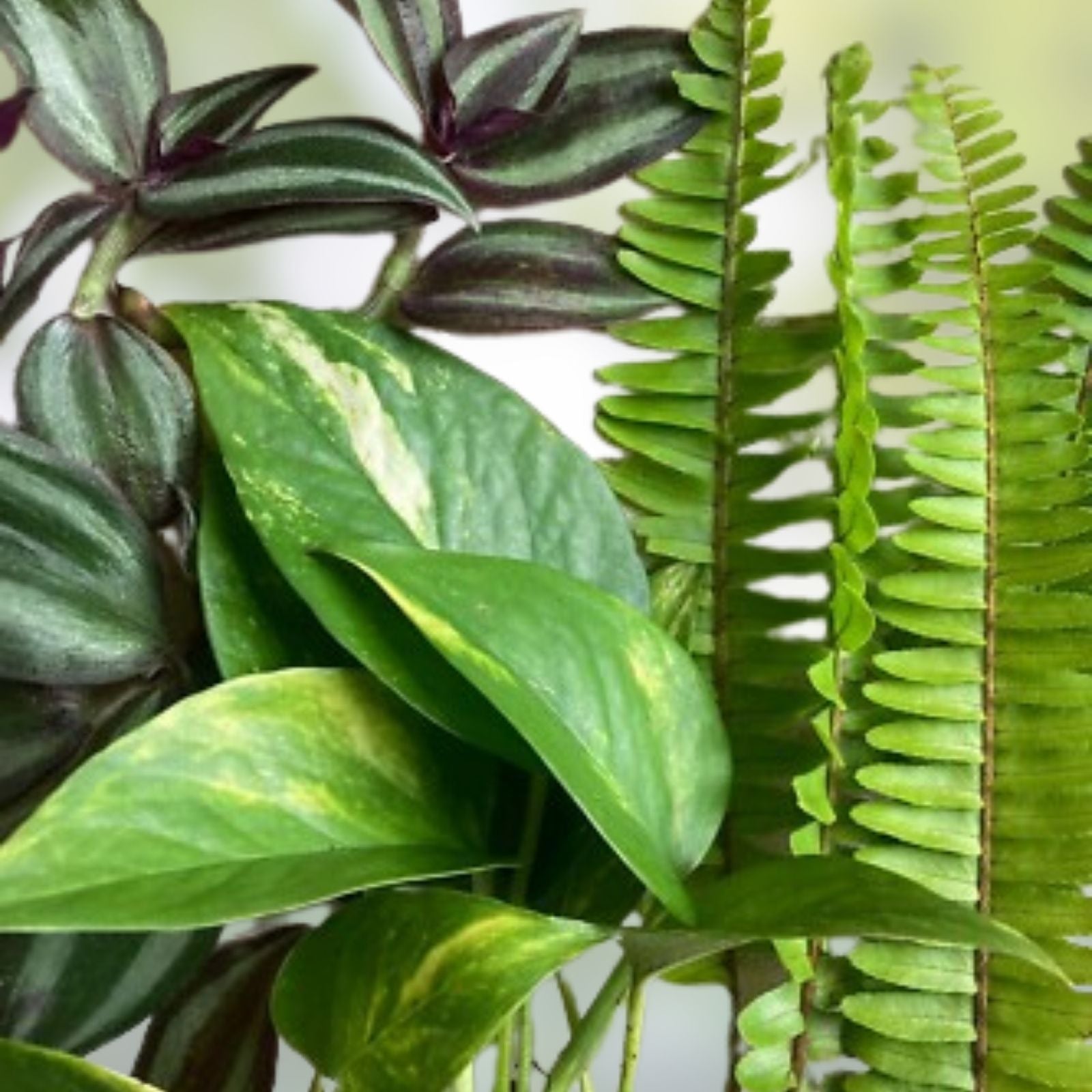 Rooted House Plant Cuttings - 15 Variety Pack for Propagation - Indoor Garden, Home Decor, Gardening Supplies