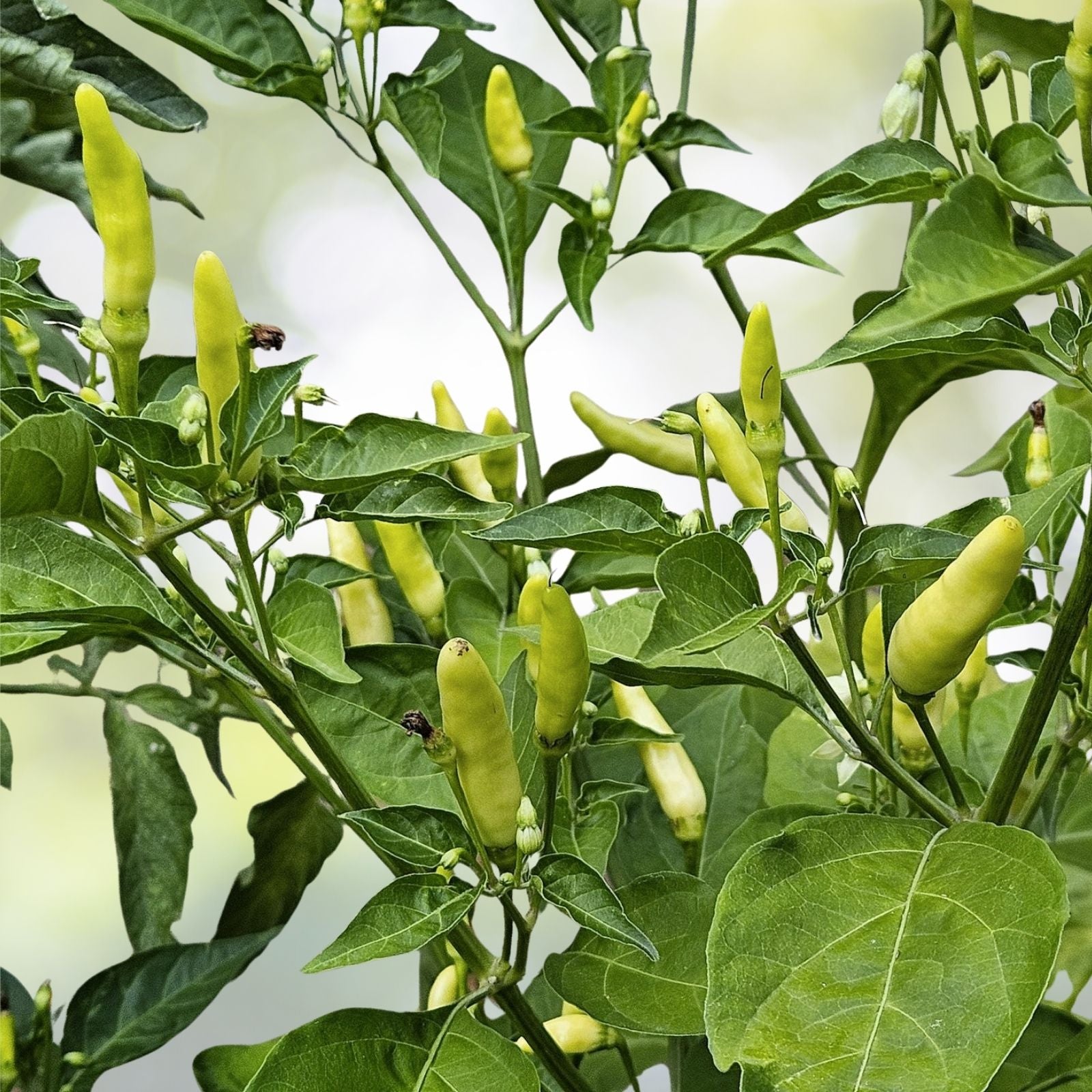 Tabasco Hot Pepper Seeds - 30 Count - Ideal for Chili Sauce - Capsicum frutescens - Fresh Garden USA