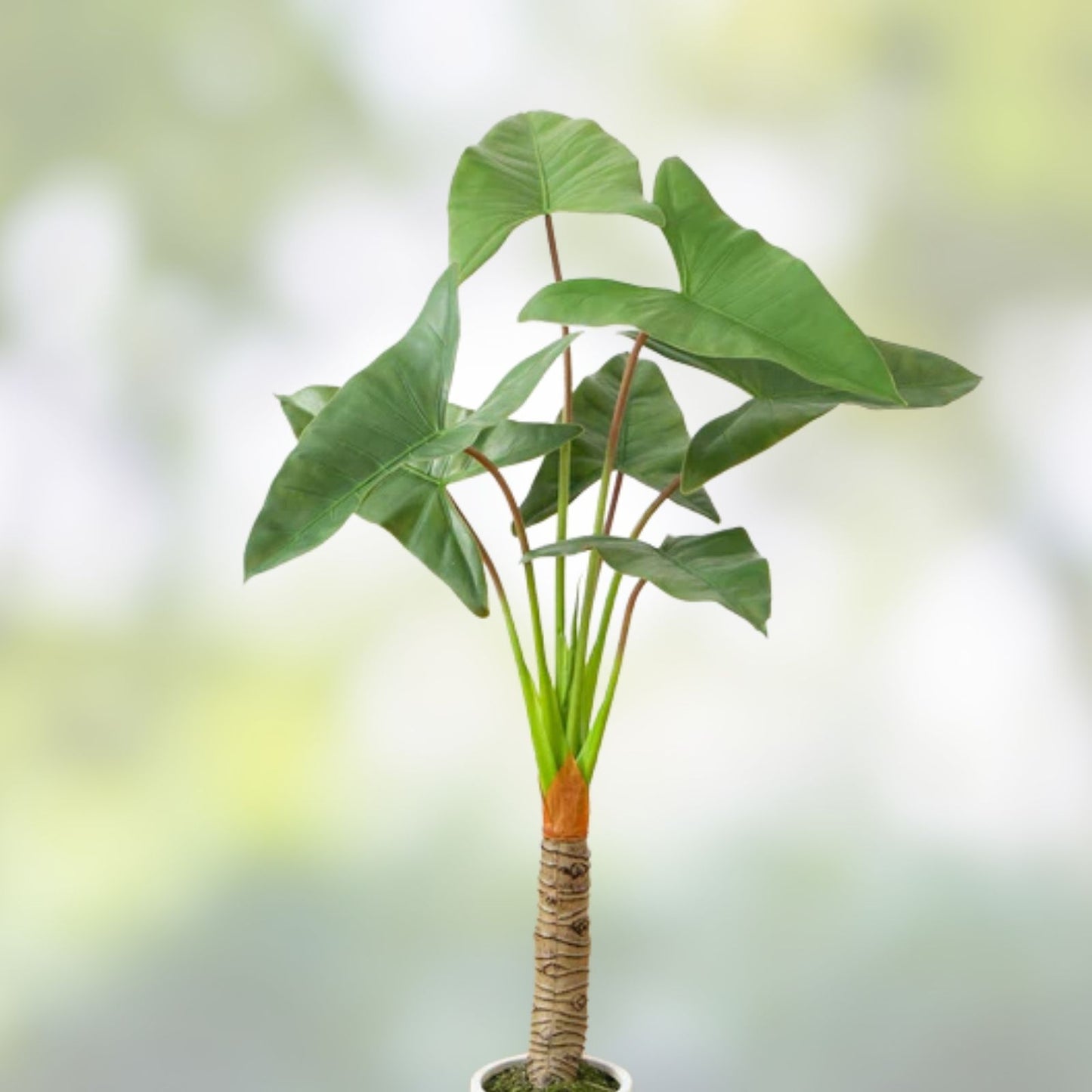 Arrowhead Philodendron Rooted Cuttings - Large Leaf Philodendron domesticum Houseplant, Indoor Plant, Tropical Plant