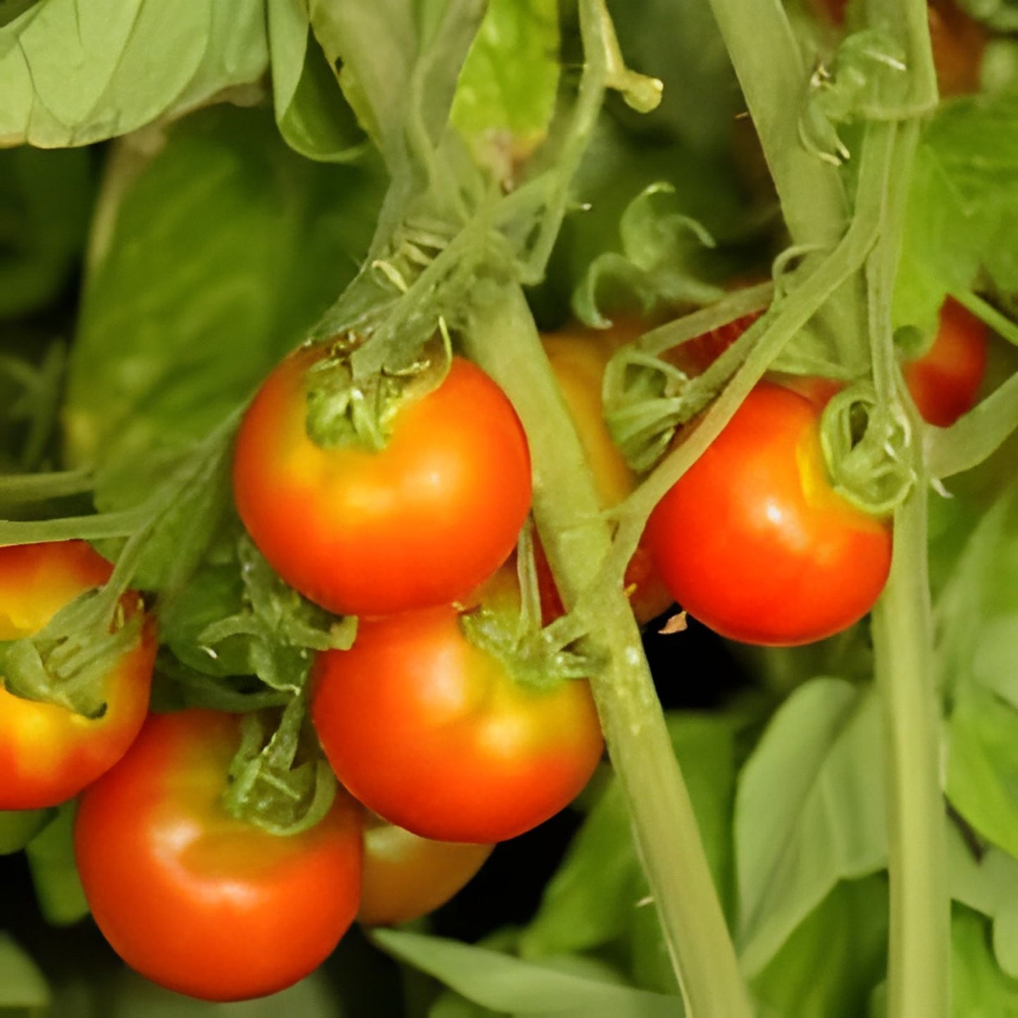 Tomato Seeds 1000 Count Chef's Choice Pink Juicy Beefsteak Solanum lycopersicum for Salads and Sandwiches