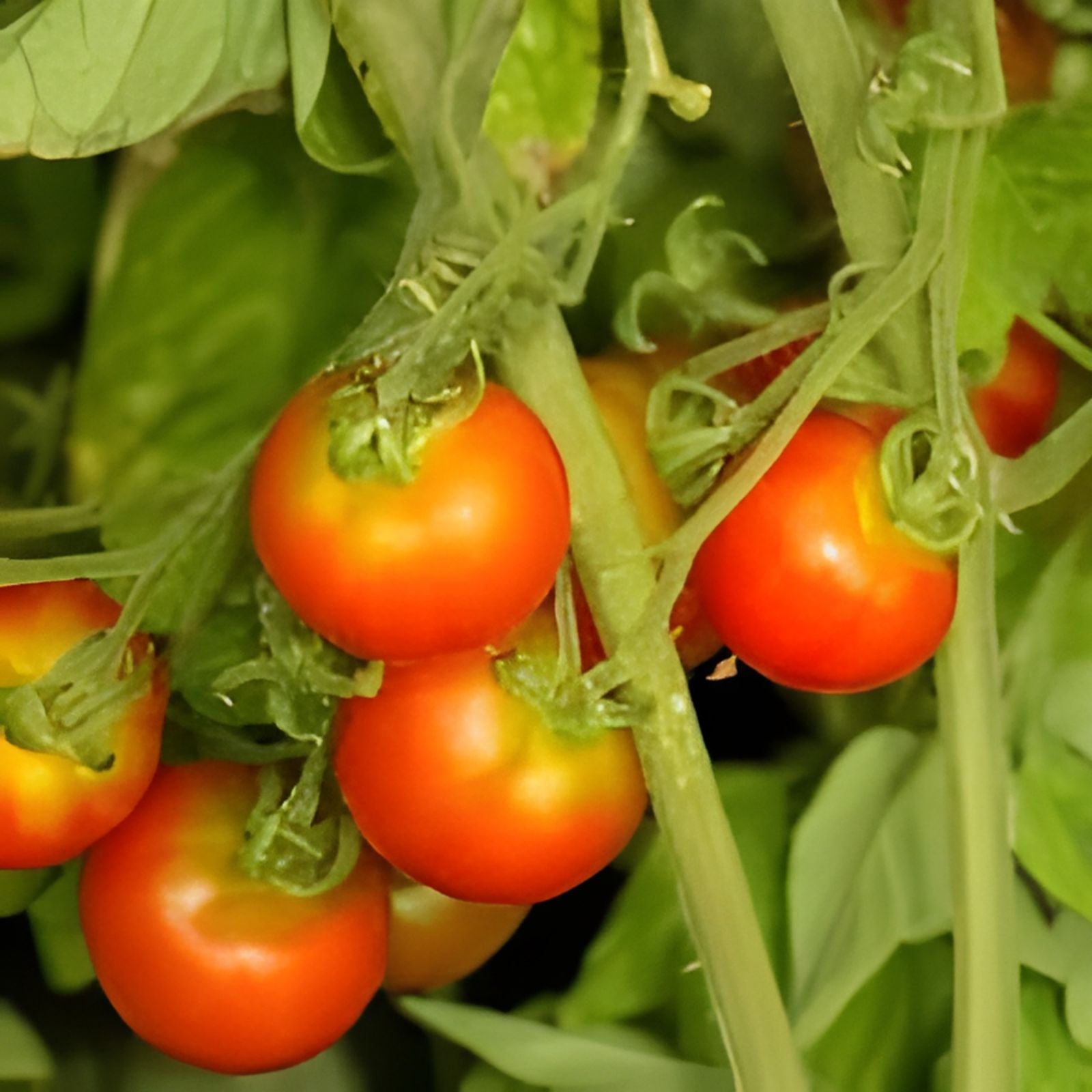 Tomato Seeds 1000 Count Chef's Choice Pink Juicy Beefsteak Solanum lycopersicum for Salads and Sandwiches
