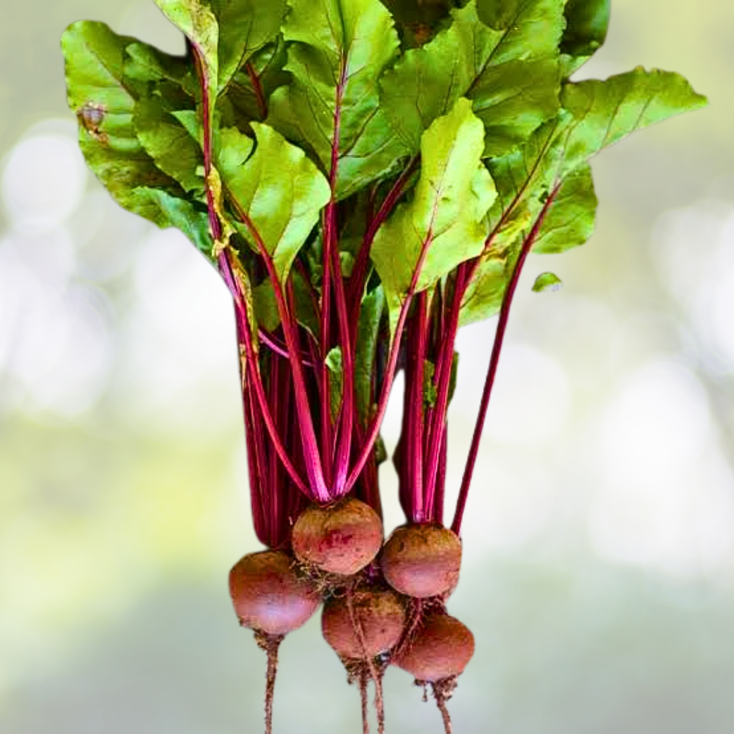 Beet Seeds 100 Count Ruby Queen Heirloom Non-GMO AAS Award Winner Beta vulgaris