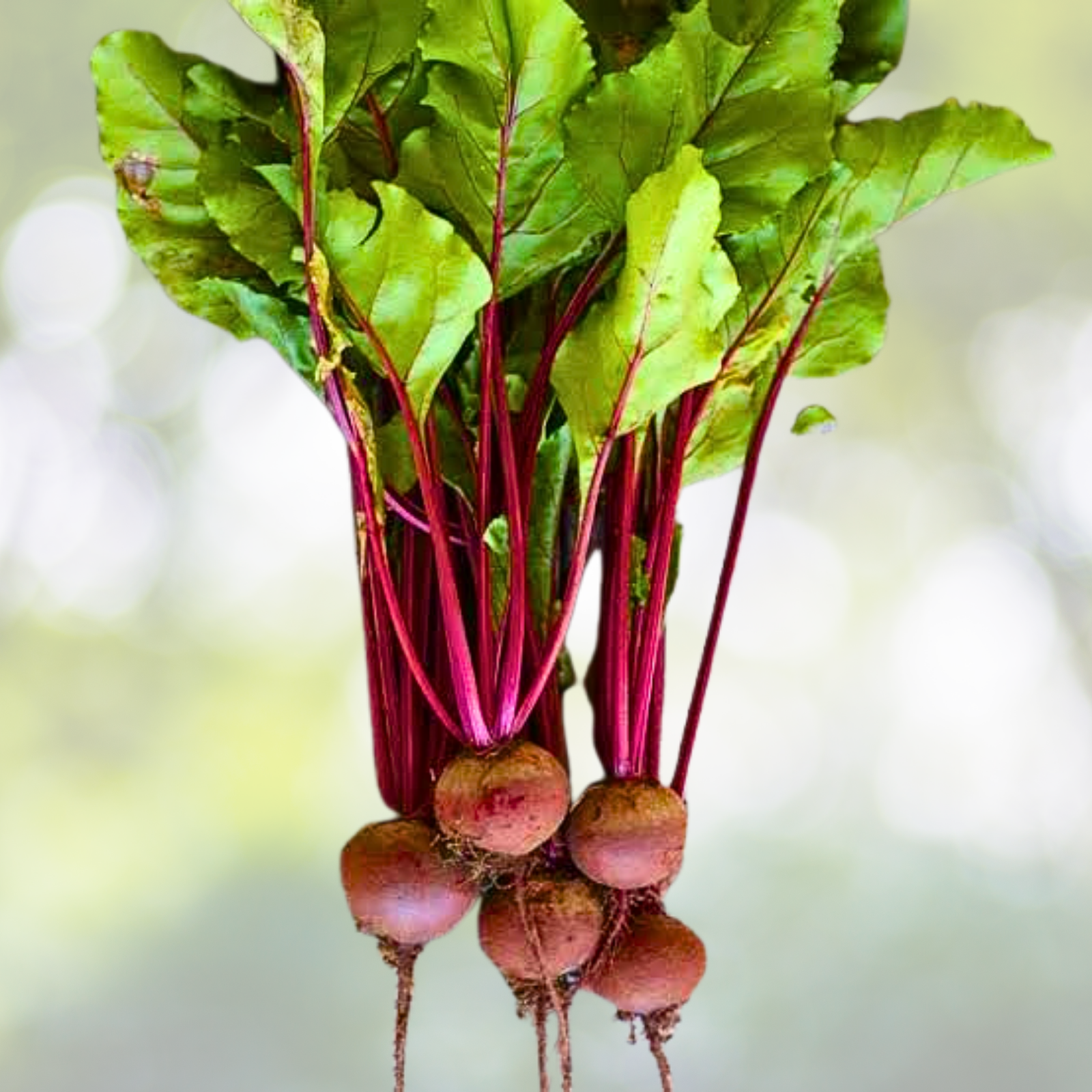 Beet Seeds 100 Count Ruby Queen Heirloom Non-GMO AAS Award Winner Beta vulgaris