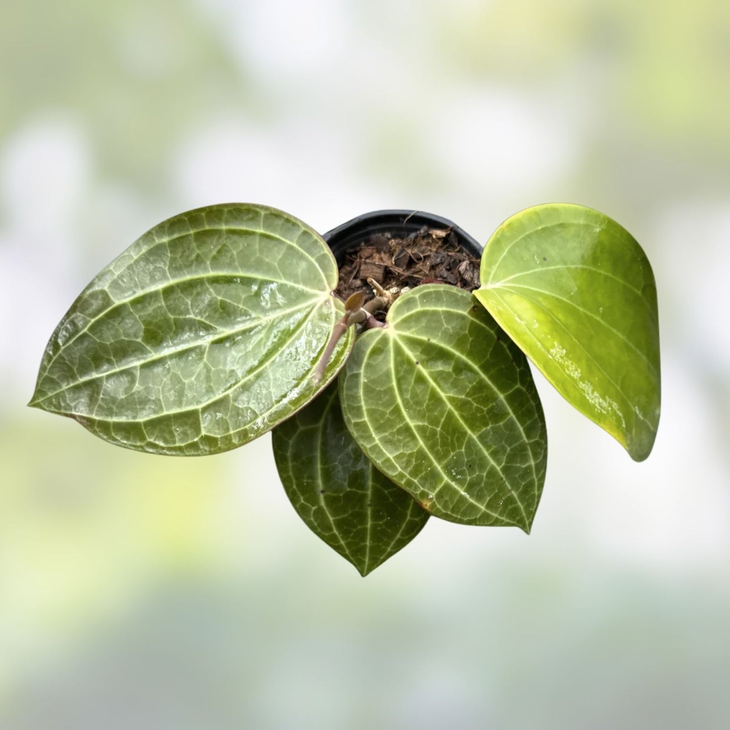 Hoya Latifolia 'Sarawak' Rooted Cutting - 3" Dinner Plate Hoya Plant - Easy Care Houseplant - Indoor Gardening
