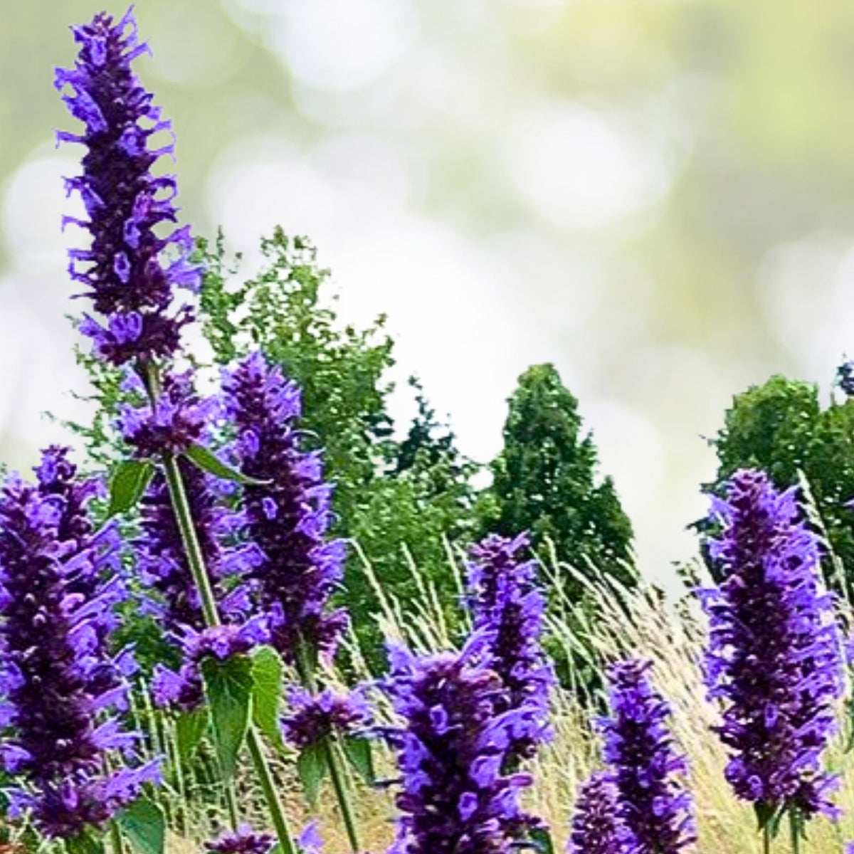 Agastache 'Blue Boa' Live Plant Plug - Well-Rooted Hummingbird Mint - Perennial Herb for Pollinators - Agastache spp.