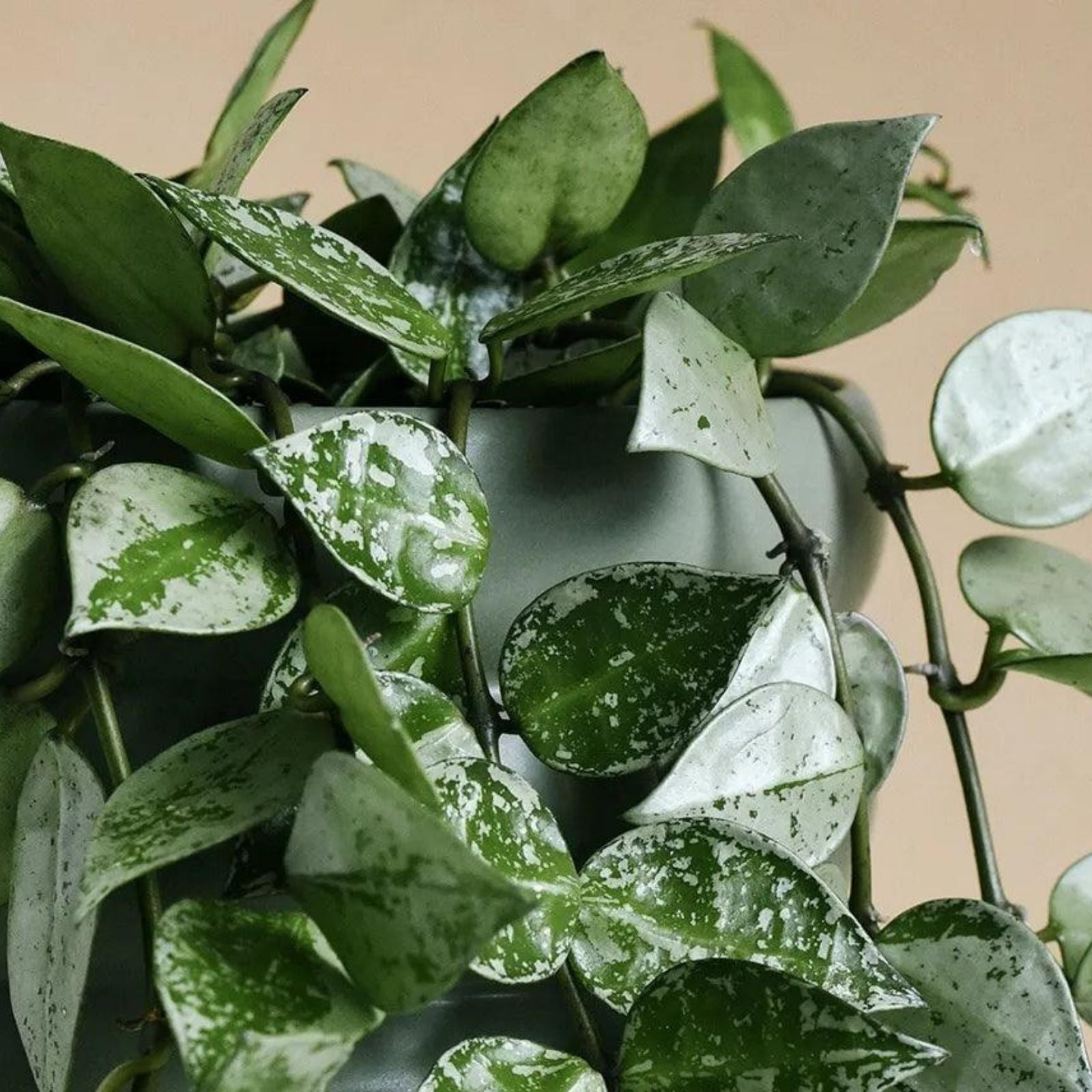 Hoya Cuttings Set of 6 | Rare Wax Plants | Indoor Houseplants | Hoya spp.