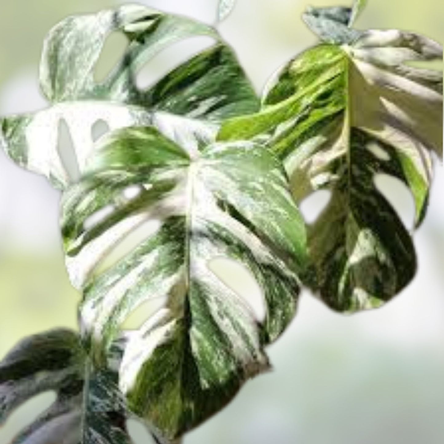 Monstera Albo Borsigiana Cutting - Rare Variegated Houseplant - Indoor Garden Plant - Monstera deliciosa var. borsigiana