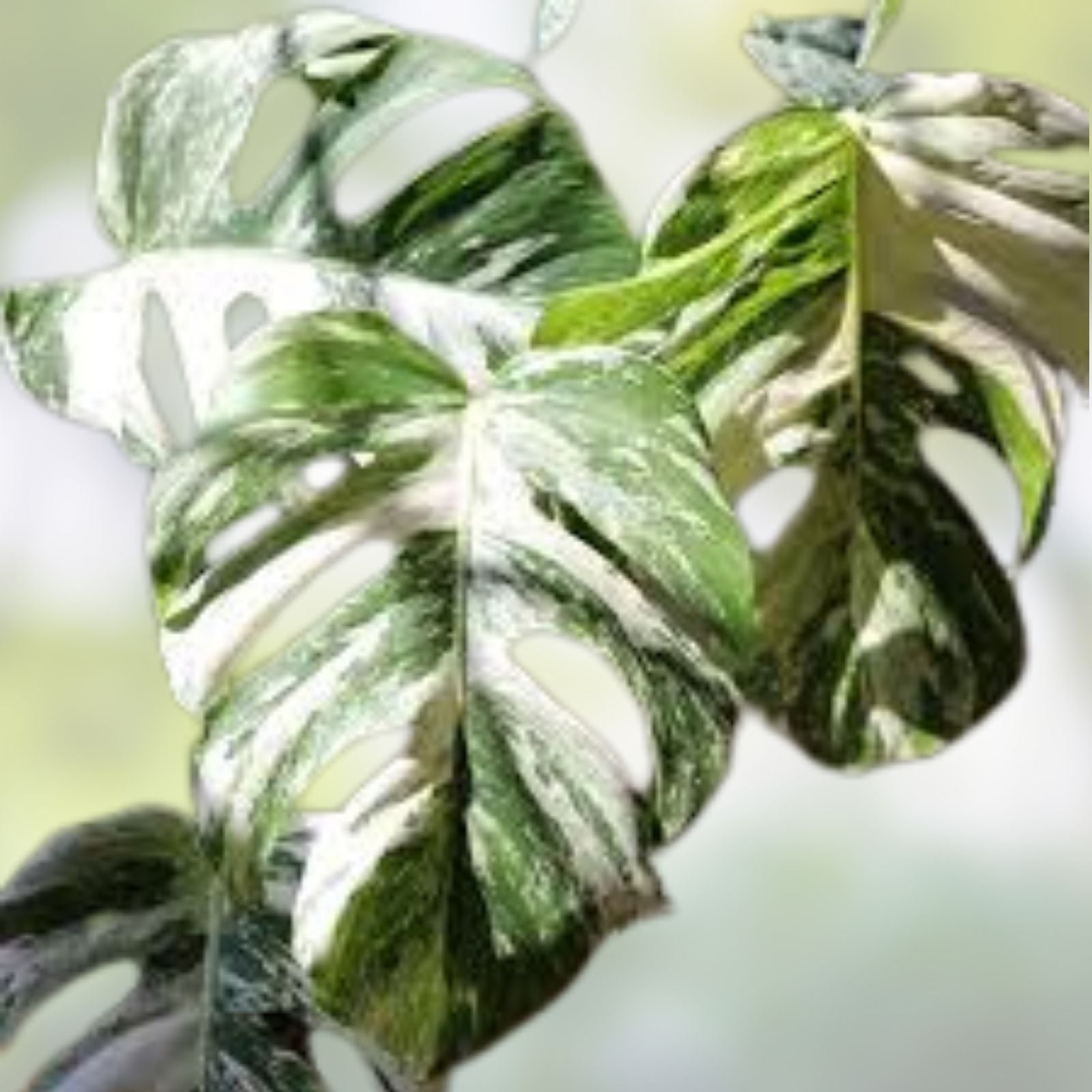 Monstera Albo Borsigiana Cutting - Rare Variegated Houseplant - Indoor Garden Plant - Monstera deliciosa var. borsigiana