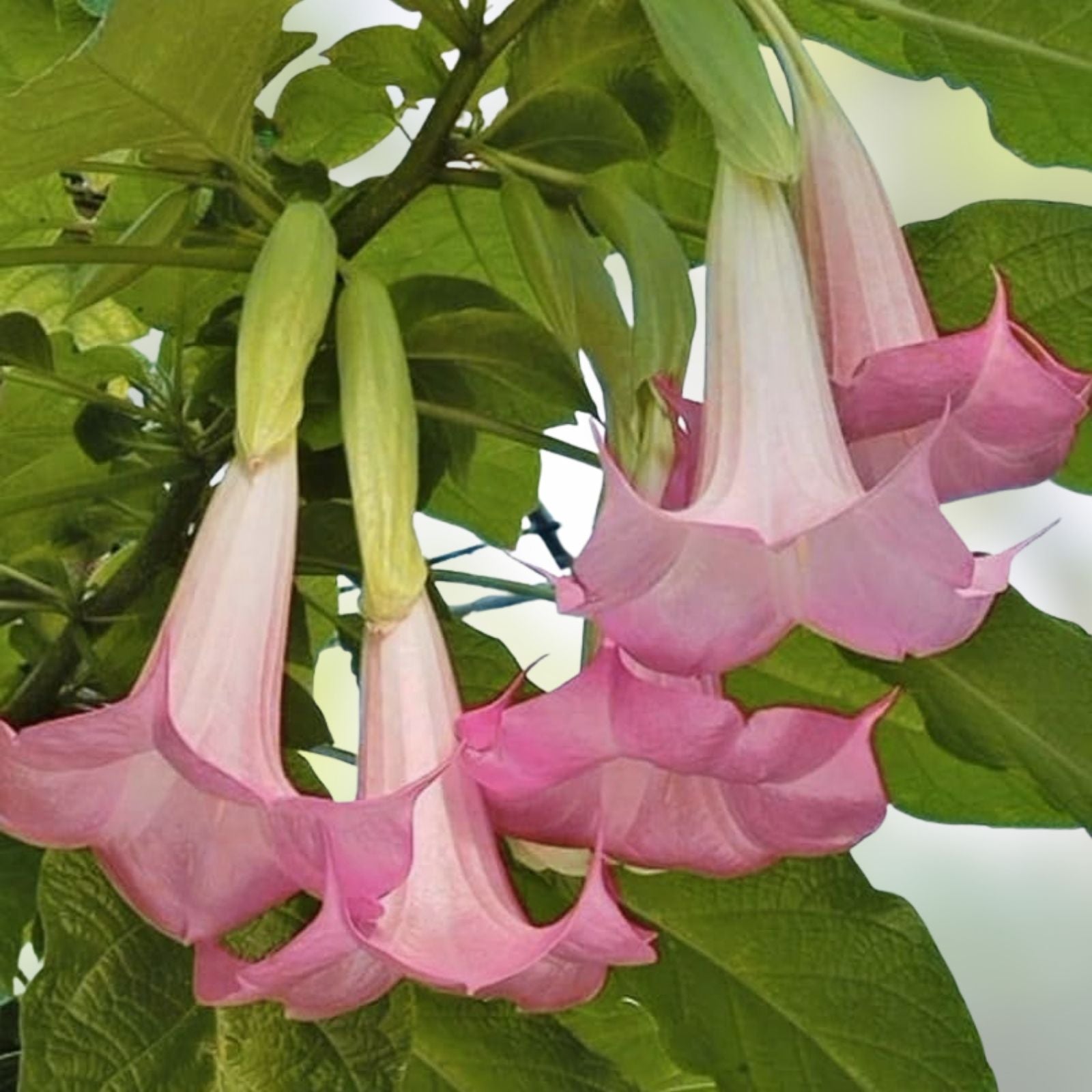 Angel Trumpet Cuttings - Versicolor Peach Pink - Brugmansia versicolor - Unrooted Plant Cuttings