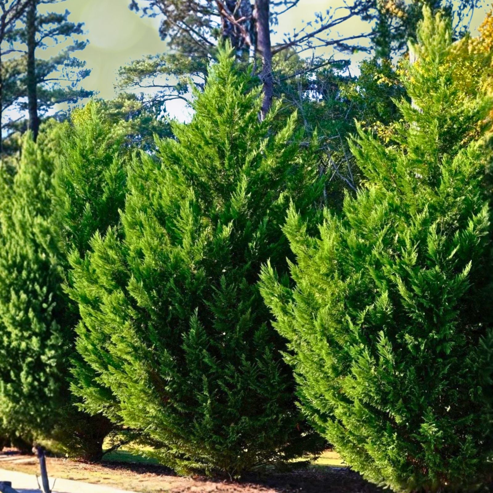 Leyland Cypress Tree Cuttings 60 Pack Fast Growing Evergreen Cupressus × leylandii