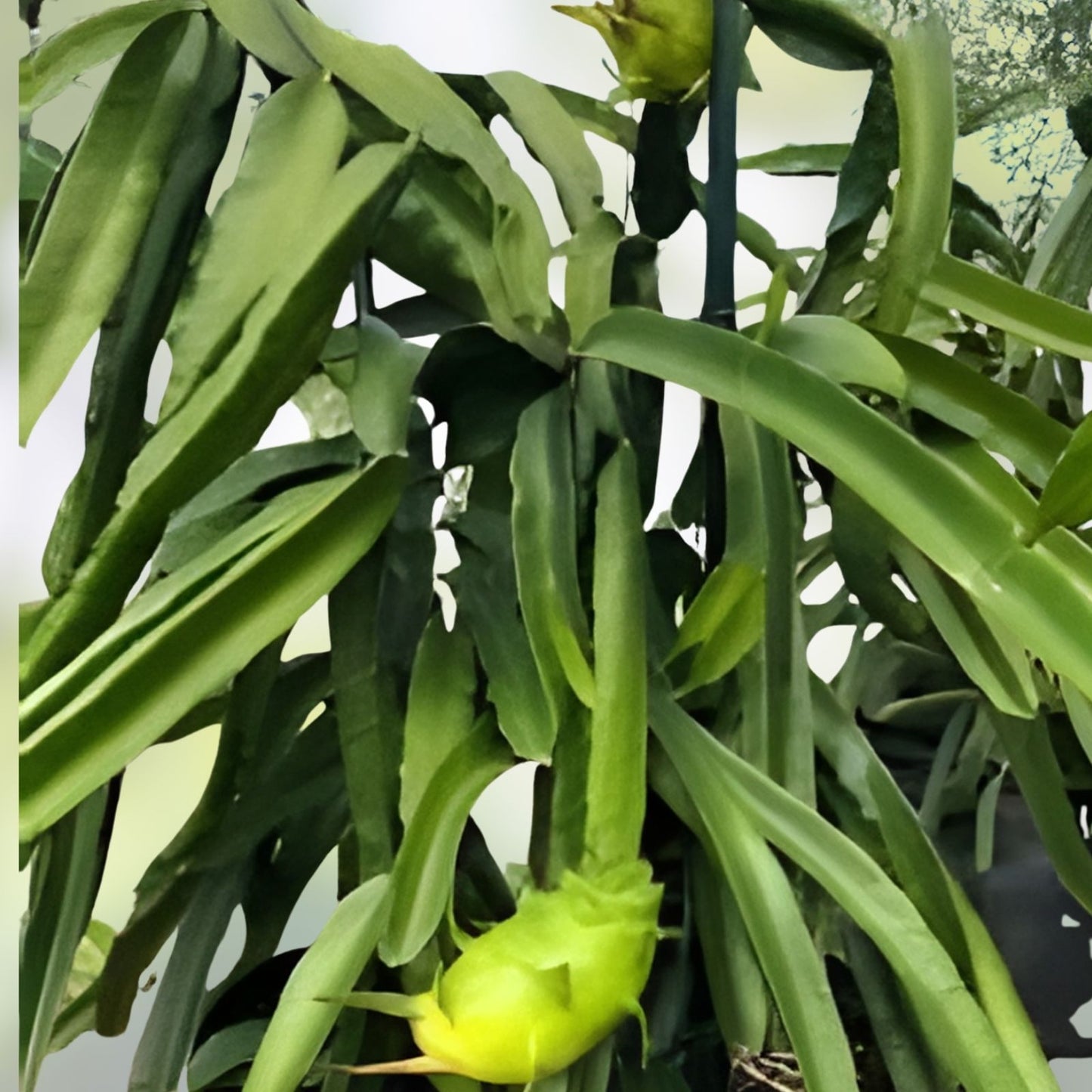 Palora Yellow Dragon Fruit Plant - Rooted & Sprouted, Self-Pollinating, Hylocereus megalanthus, 8-10 inches tall