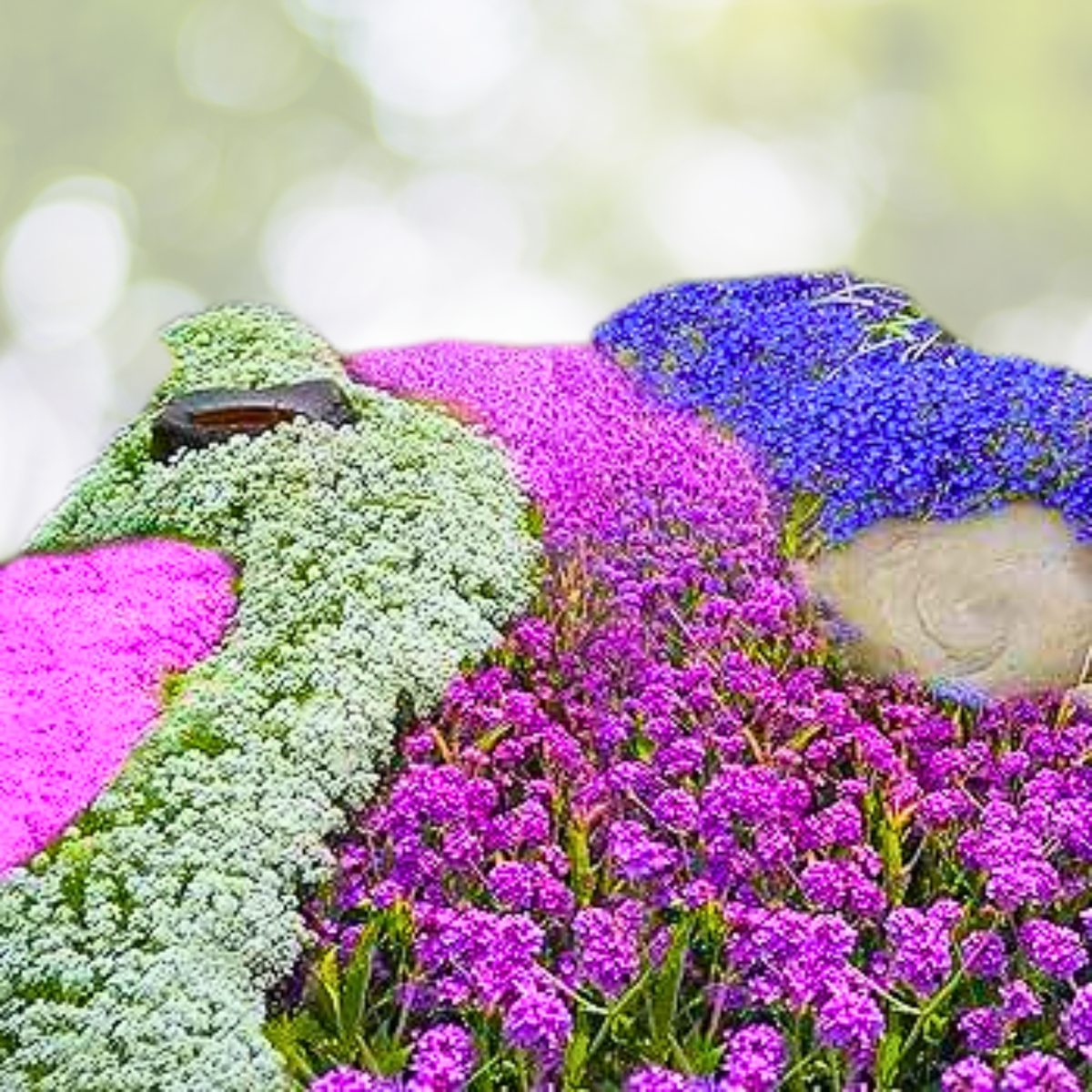 Groundcover Deluxe Mix Seeds - 2000 Non-GMO Annual & Perennial Purple Flower Seeds - USA