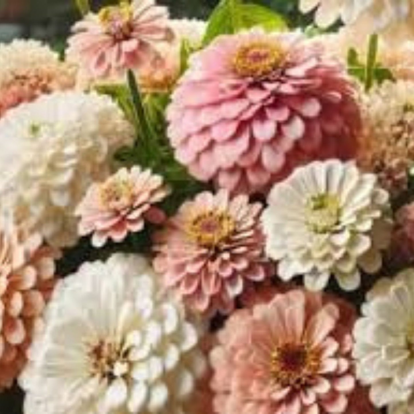 Blushing Bride Zinnia Seeds - 100 Organic Mix - USA Grown Zinnia Elegans Flower Seeds for Garden, Cut Flowers, Pollinator Attractant