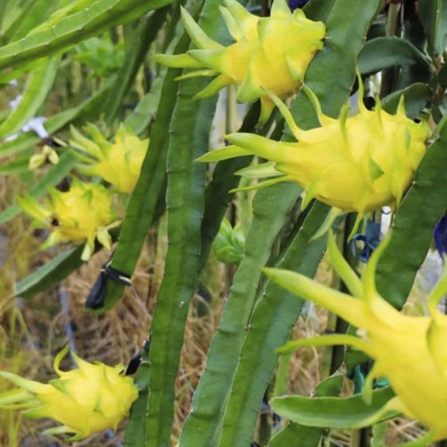 Aussie Gold Dragon Fruit Cuttings 8-12" Isis Gold Variety Fresh Propagation High Quality Cactus Plant