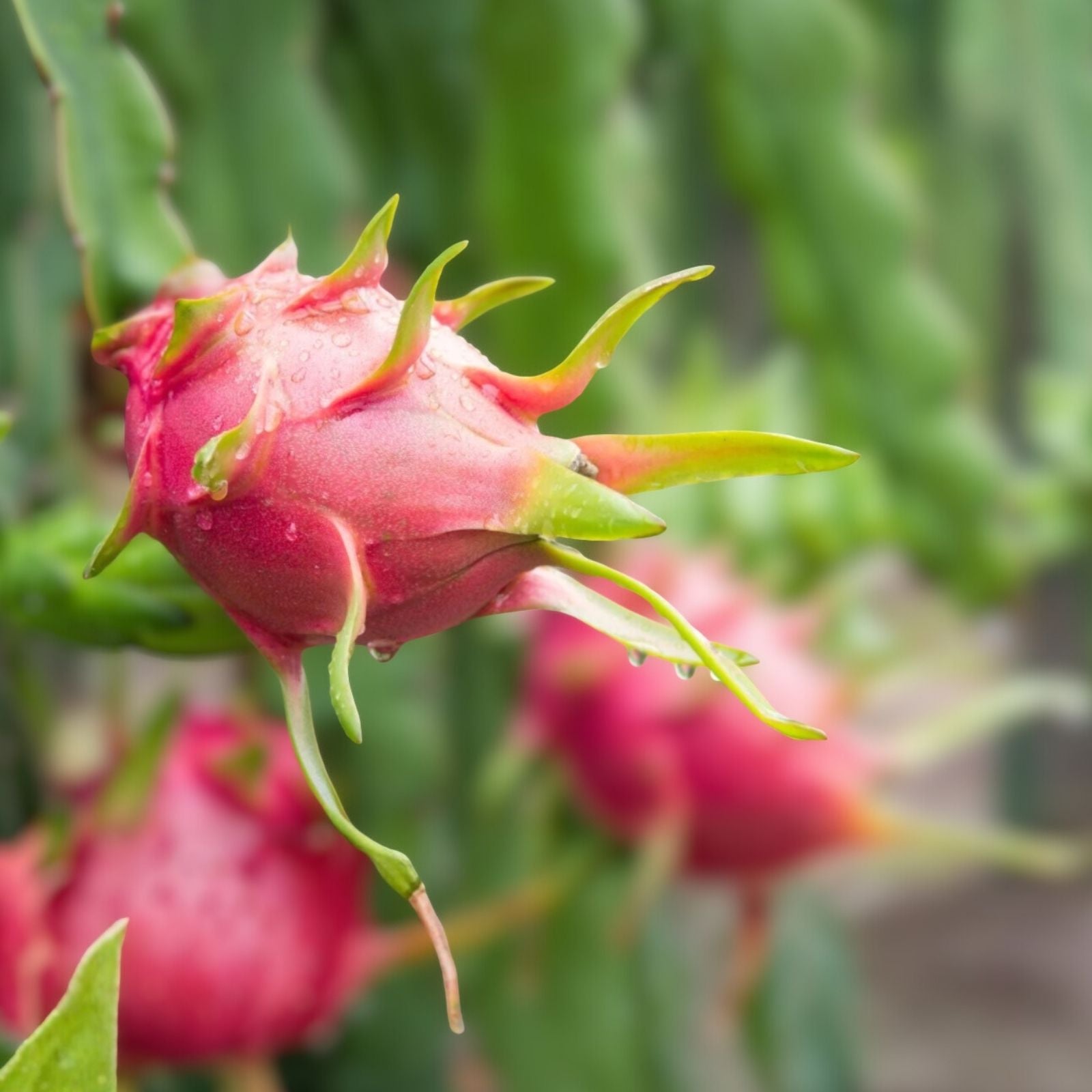 Dragon Fruit Cuttings - Epiphyllum Pitahaya Succulent Cactus - 2 Pieces for Planting or Propagation